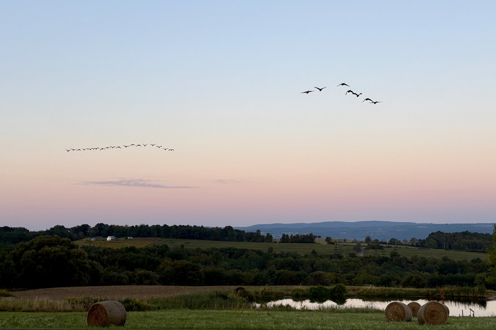 Flock of geese over a rural morning landscape