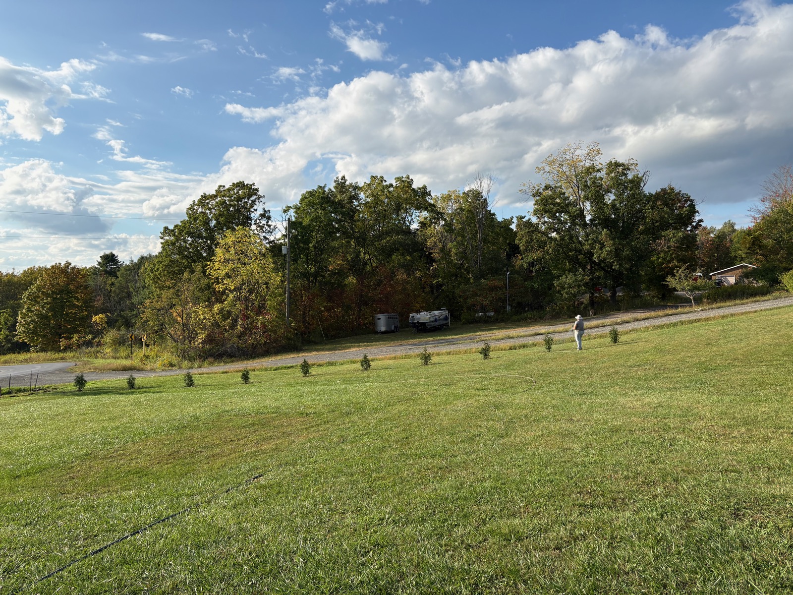 A row of arborvitae trees newly planted in a row in a rural yard.