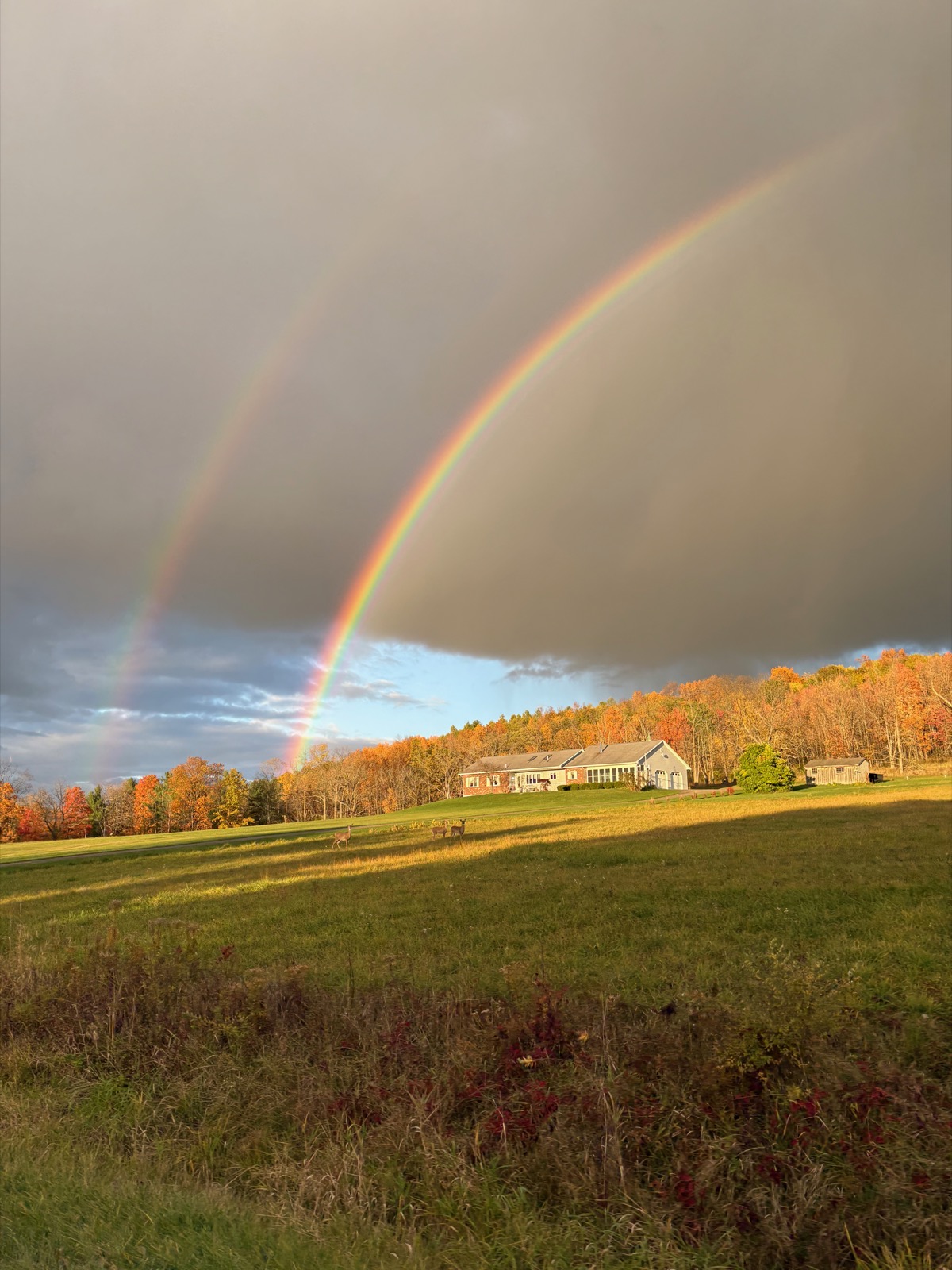 Photo of a house in a rural fall landscape beneath a rainbow with deer in the foreground