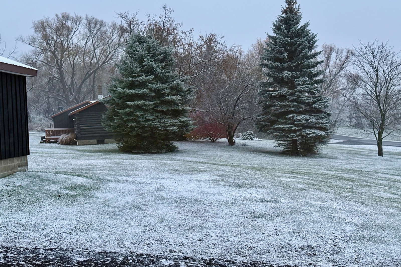 Light snowfall on some grass and a couplle of evergreen trees.