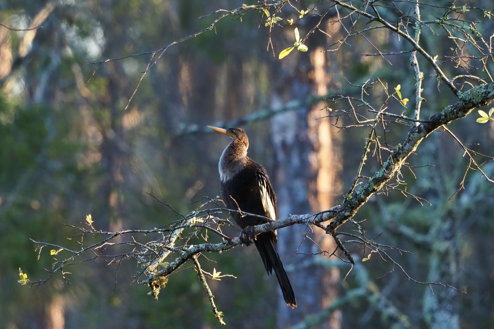 Telephoto image of an Anhinga perched on a tree limb