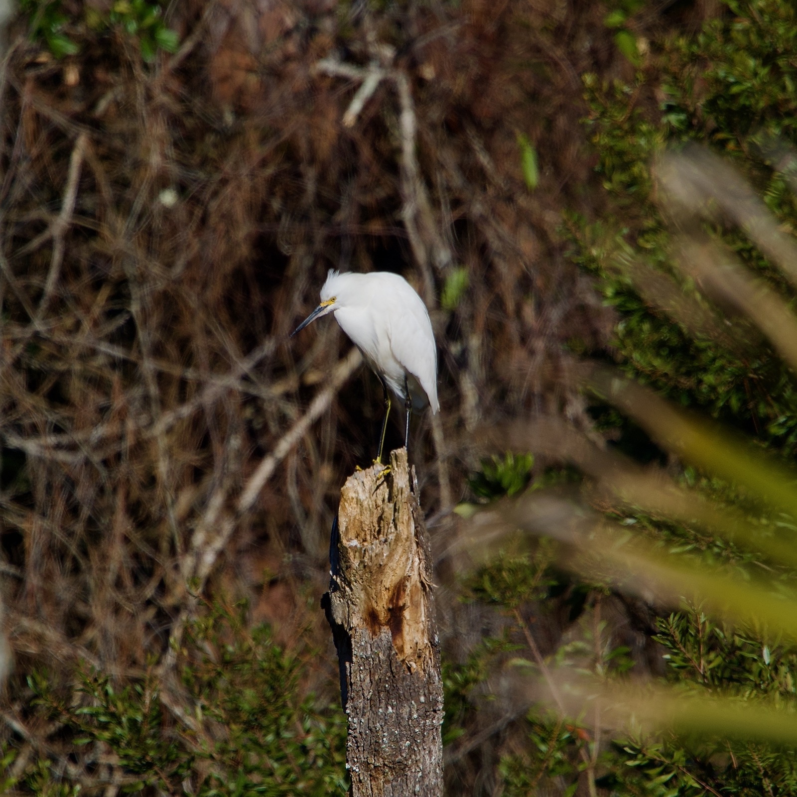 Telephoto image of a snowy egret perched on the remaining trunk of a broken tree against a busy background of foliage