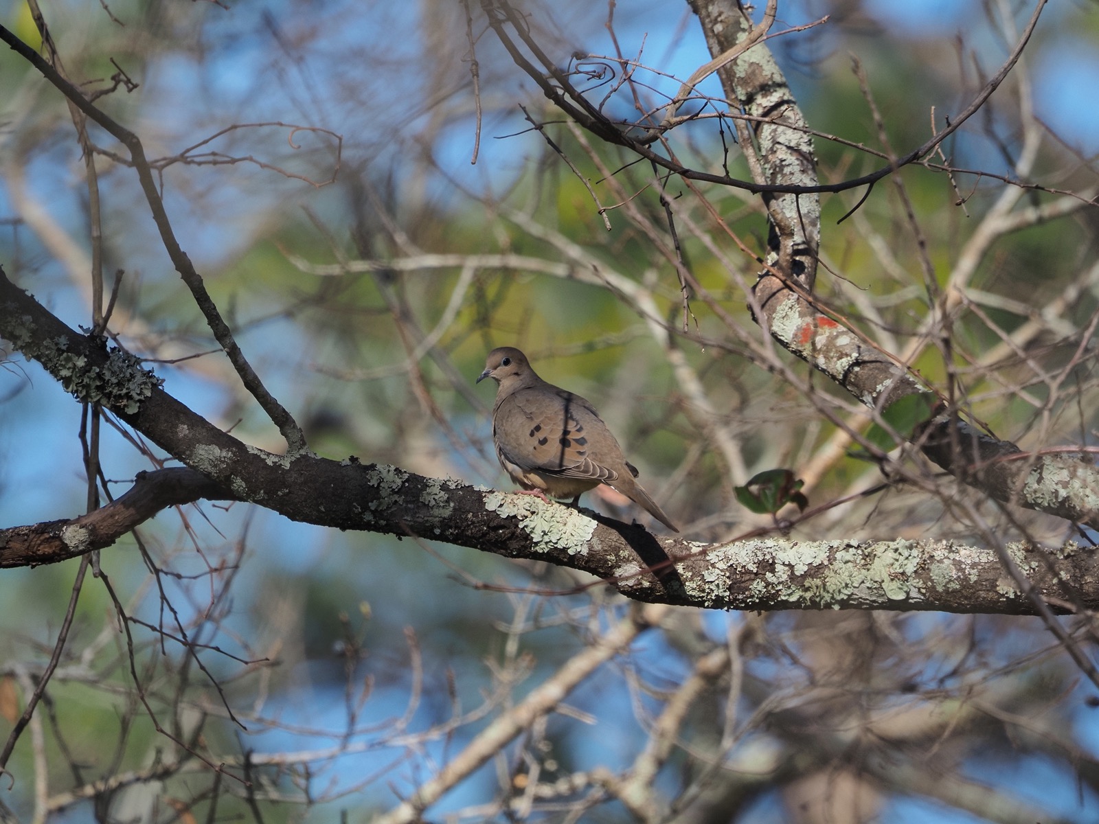 Telephoto image of a mourning dove perched on a tree limb looking over its left wing back toward the camera