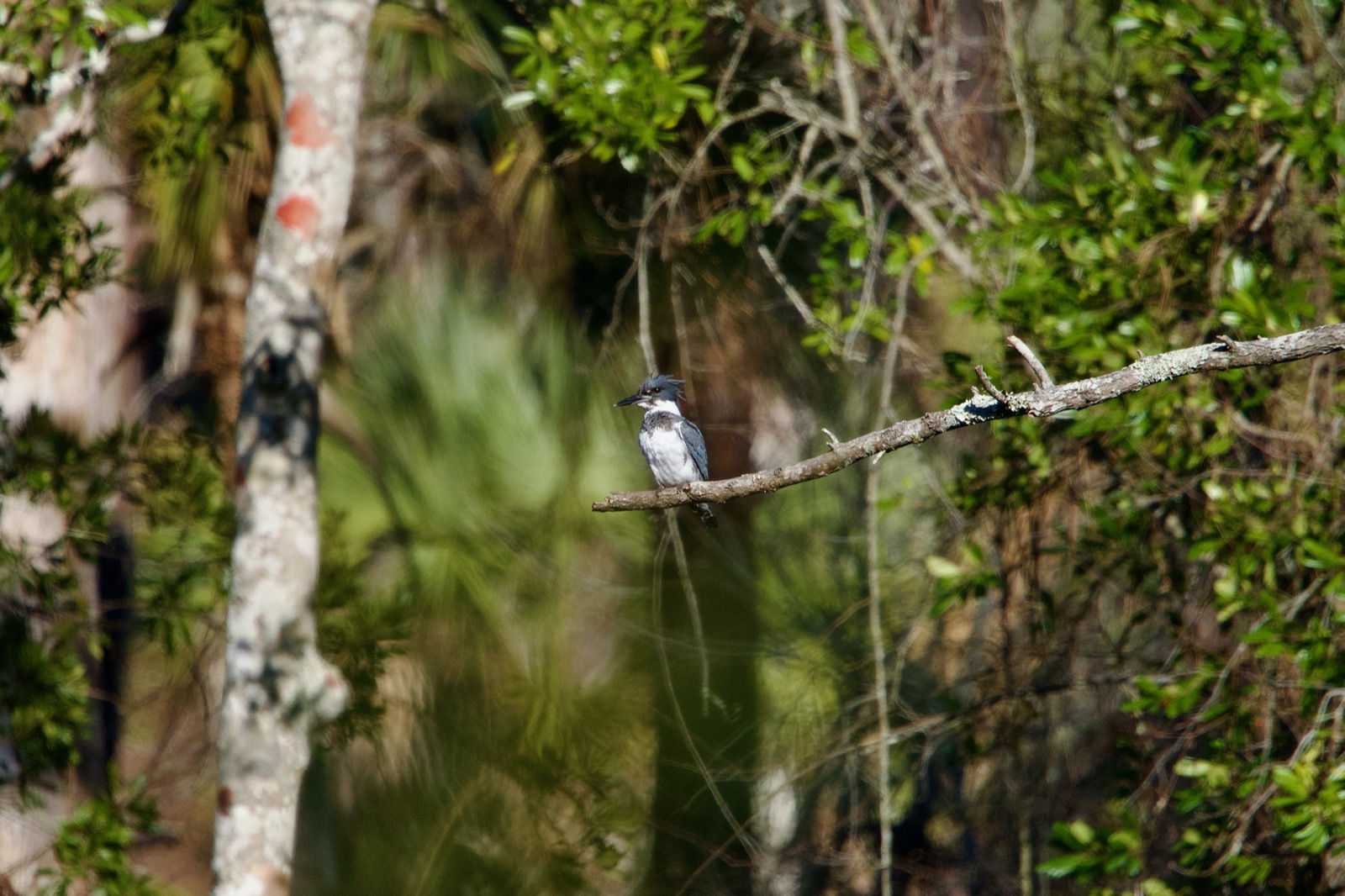 Telephoto image of a belted kingfisher perched on a tree limb against a busy background of trees and foliage