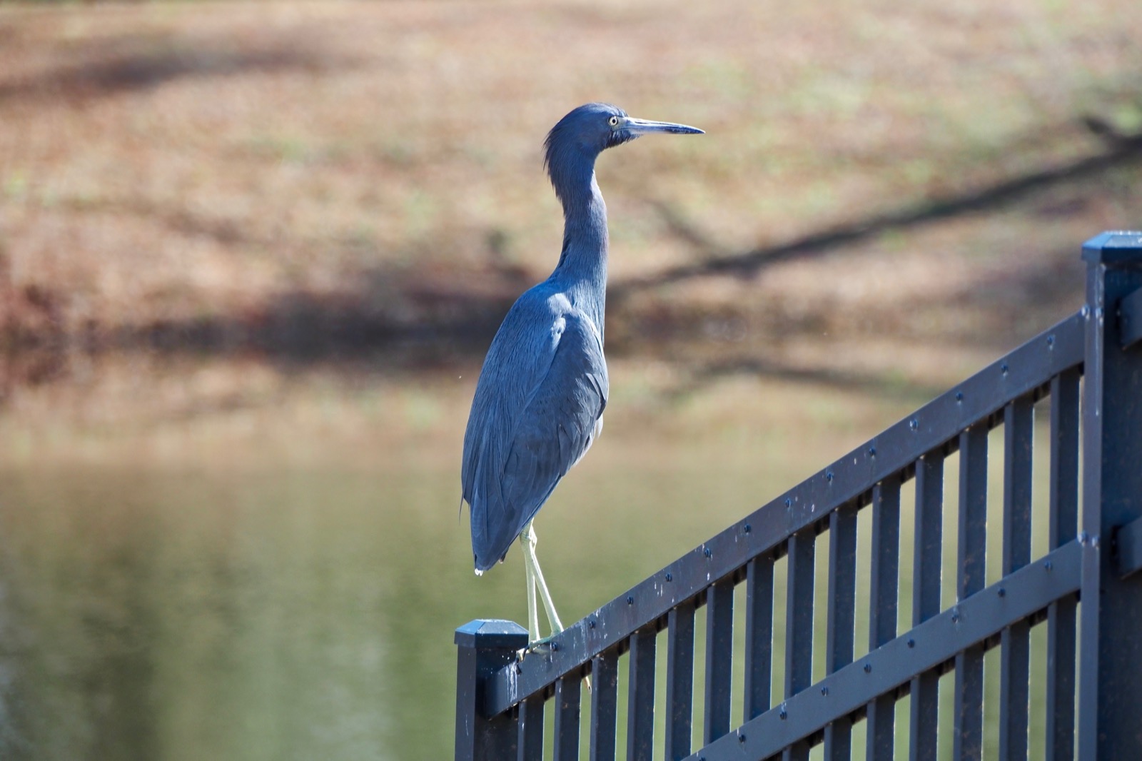 Telephoto image of a little blue heron perched on a metal fence