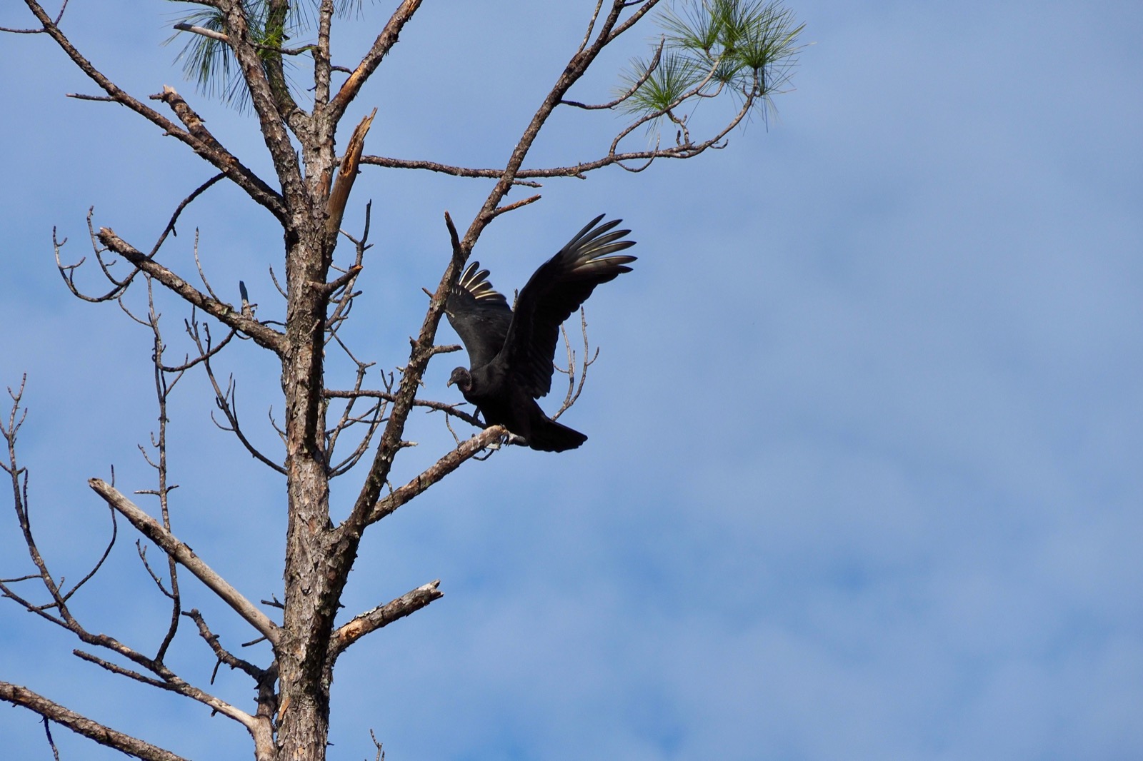 Telephoto image of a Black Vulture landing on a tree limb, wings extended.