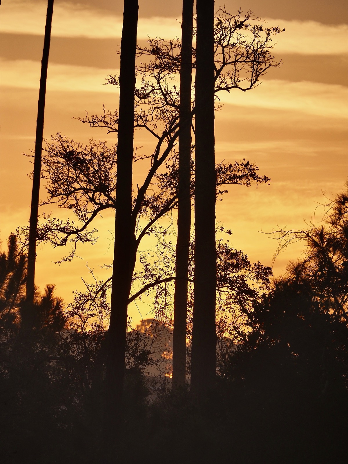 Telephoto compressed image of silhouettes of trees against golden morning sky. (Not a great shot.)