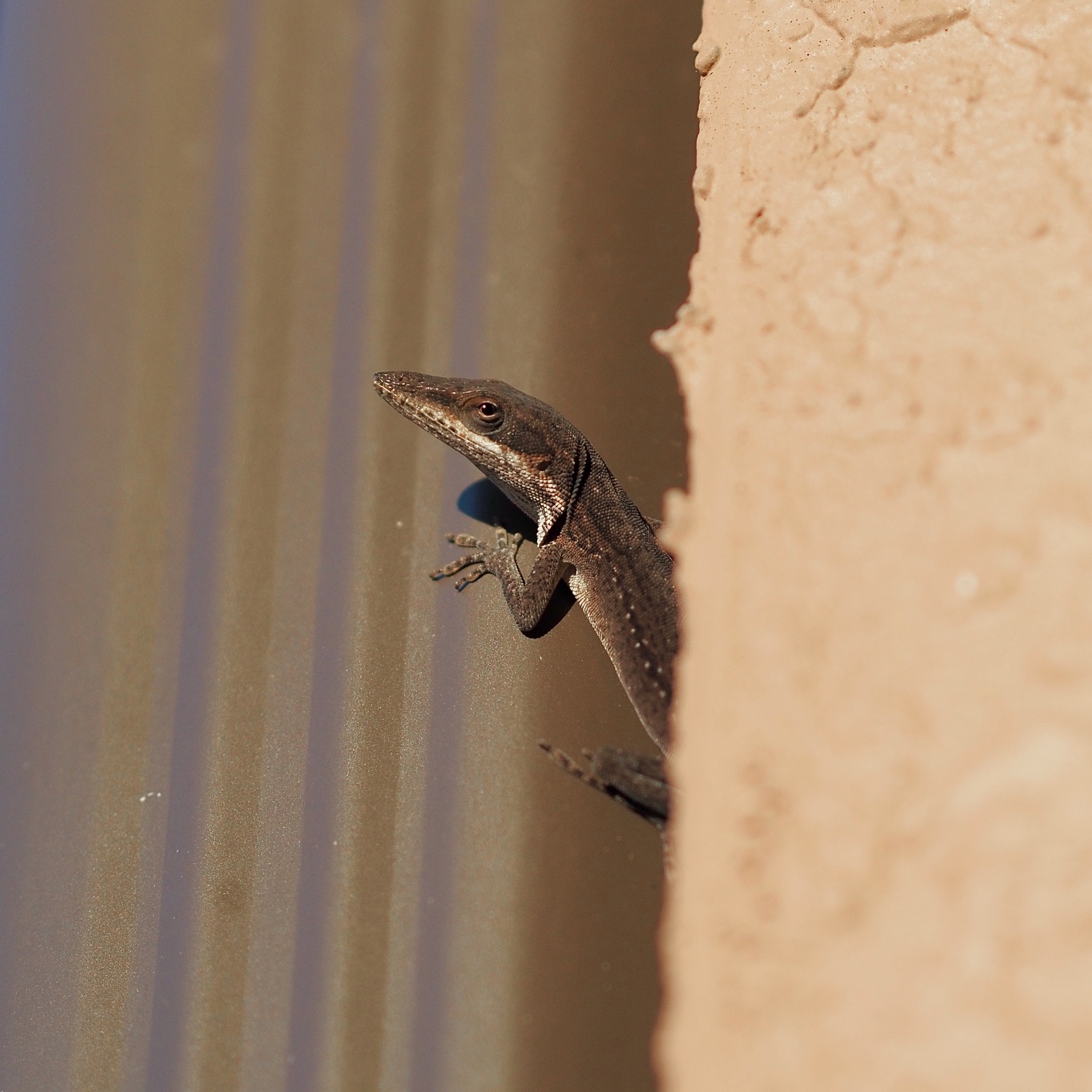 Closeup image of a brown anole clinging to a downspout peering into the camera lens with its left eye.