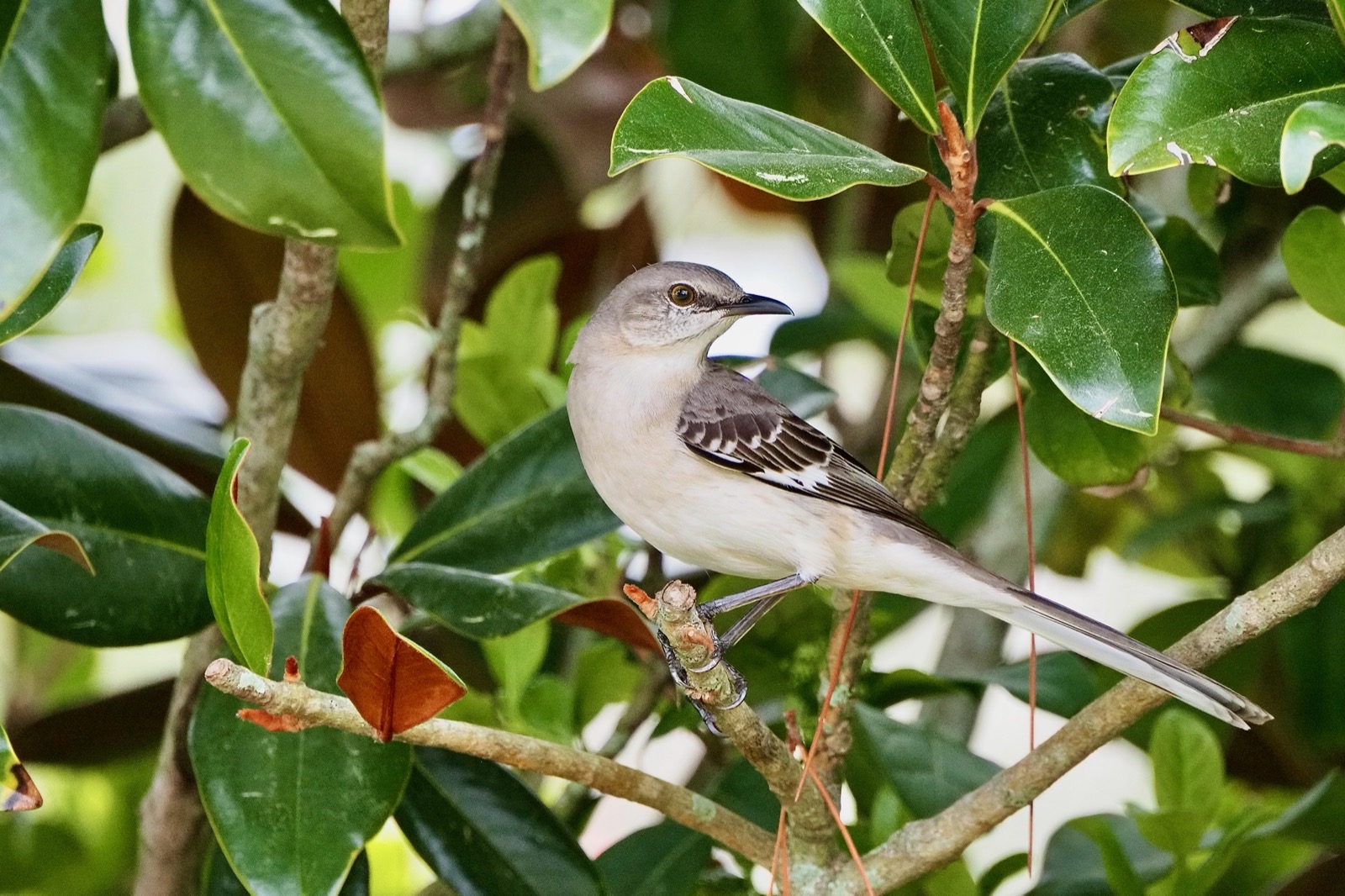 Telephoto closeup of a mockingbird perched in a magnoila tree