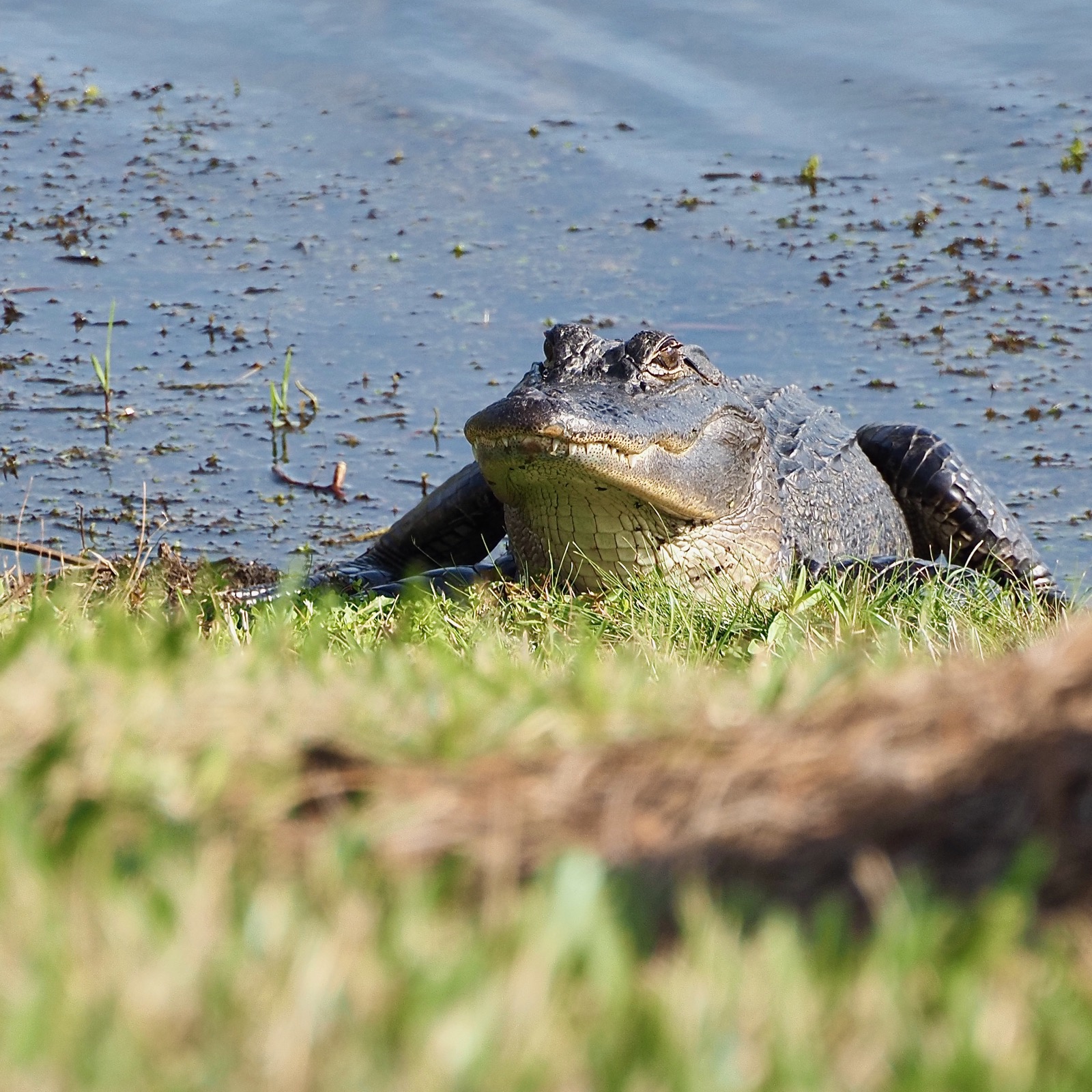 Telephoto closeup of an alligator at the edge of a retention pond