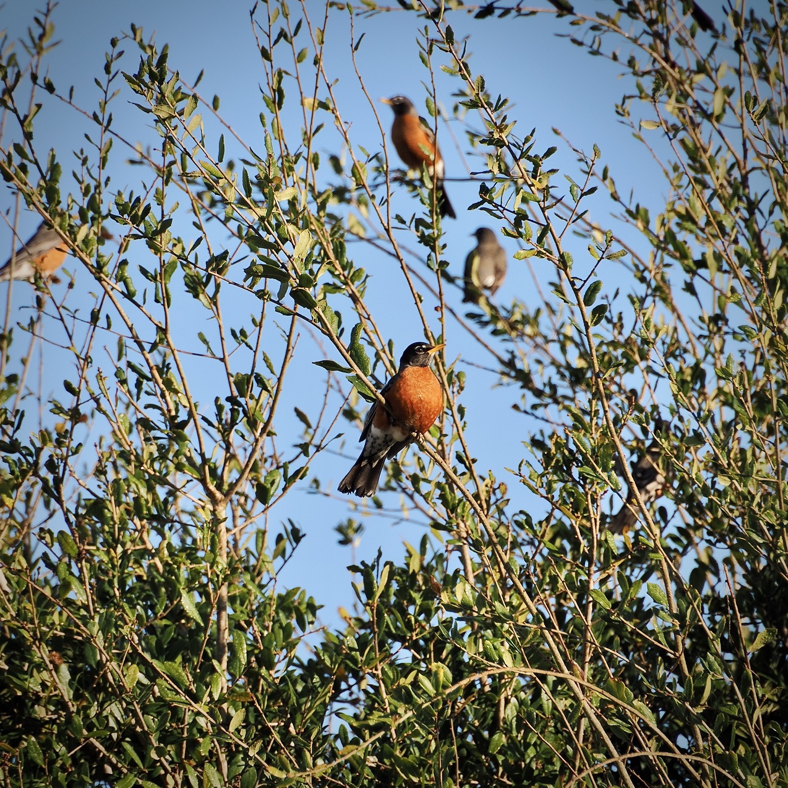 American robin perched in a tree with other robins and a cedar waxwing in the background