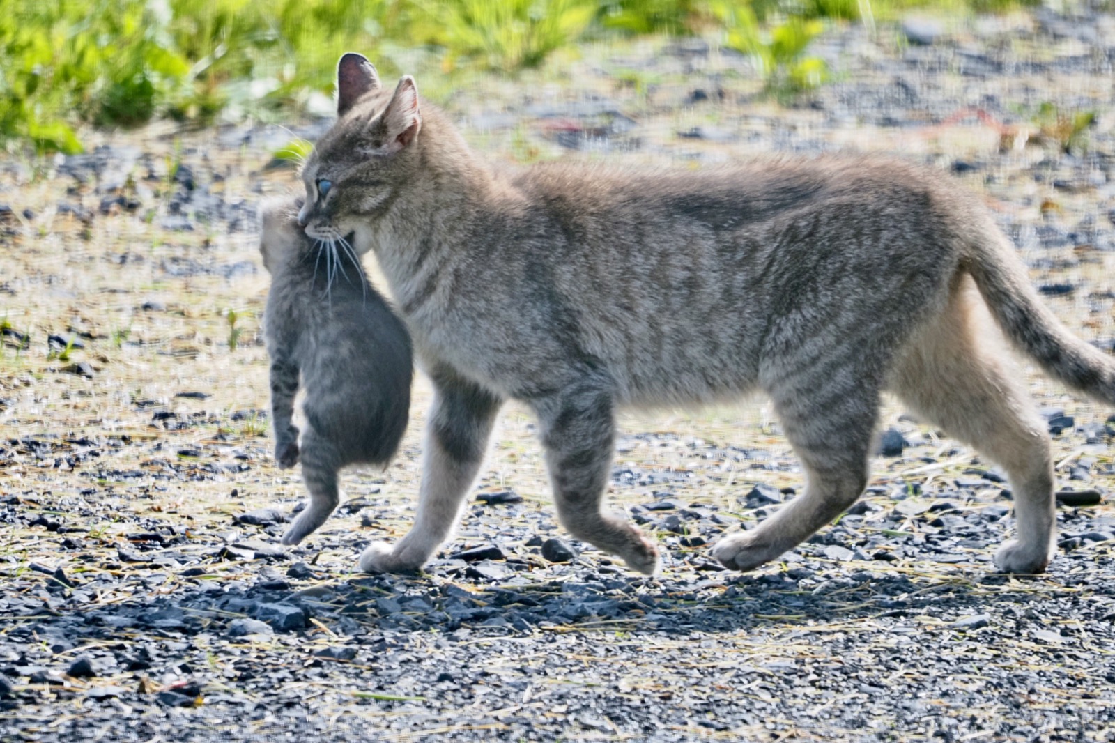 Photo of a cat carrying a kitten across a driveway