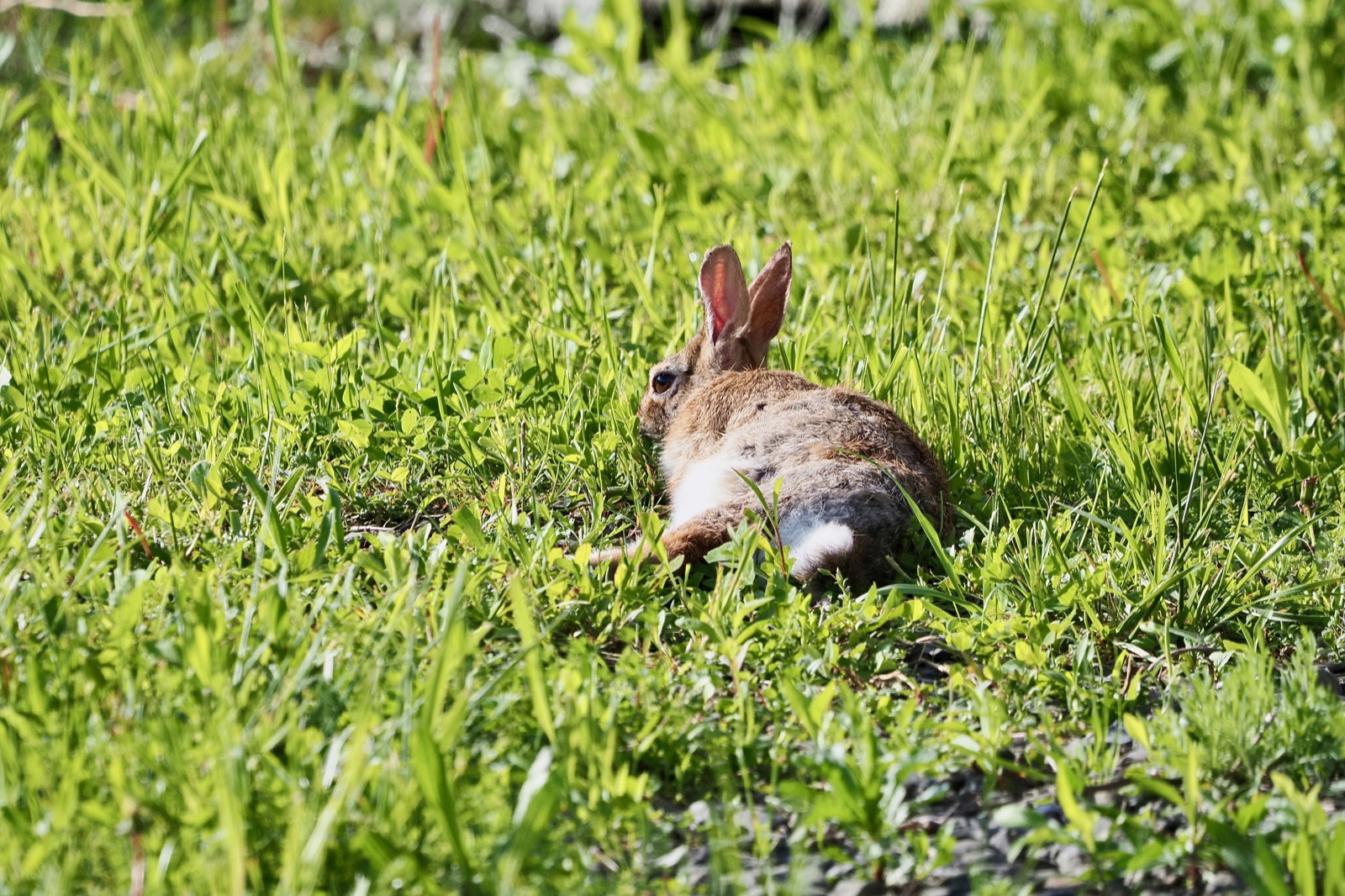 Cottontail rabbit lying in the grass, enjoying the morning sun.