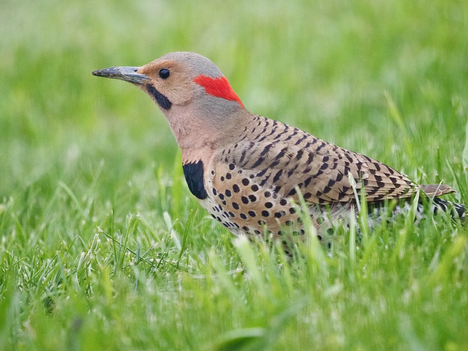 Telephoto closeup of a norther flicker in the grass (member of the woodpecker family)