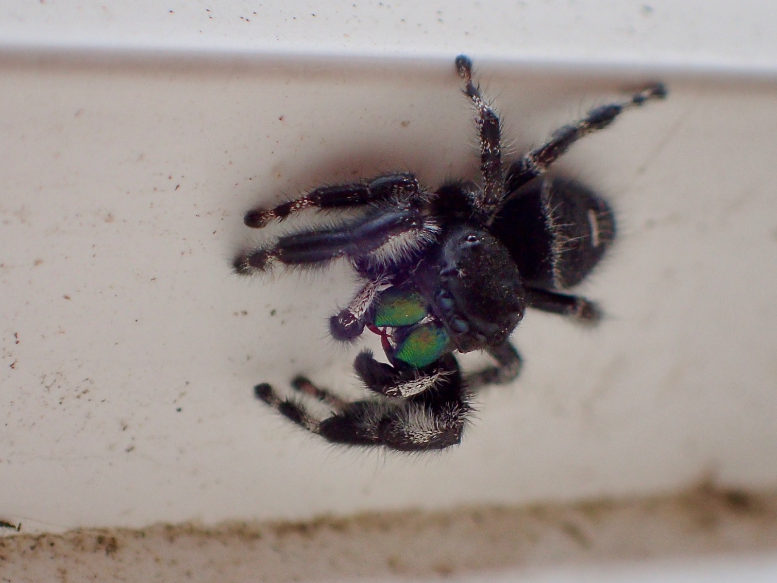 Closeup image of a Phidippus audax (daring jumping spider)