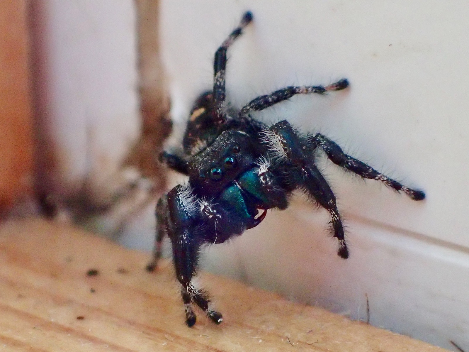 Closeup of a bold jumper spiider