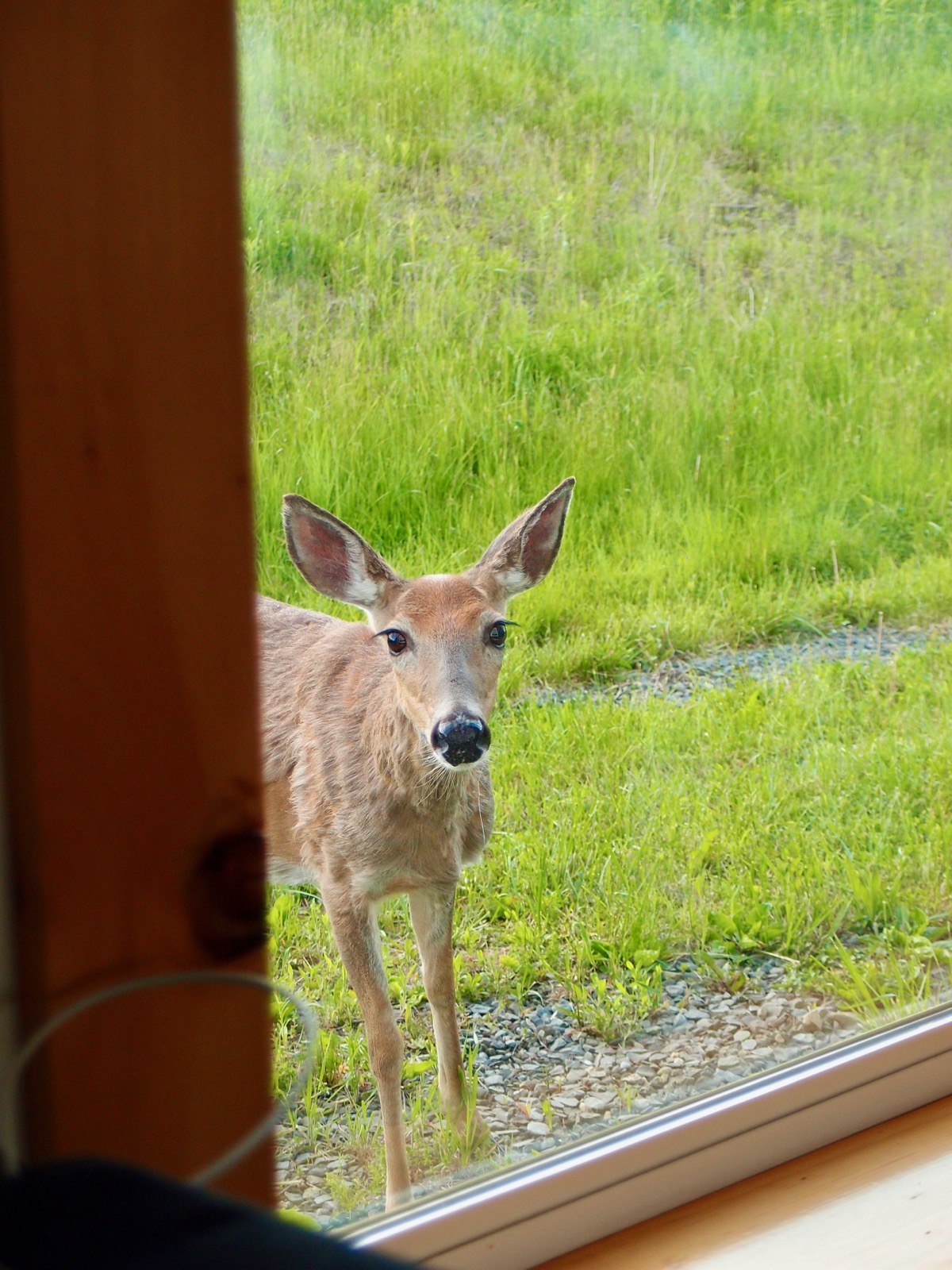 Deer looking into the window of my home.