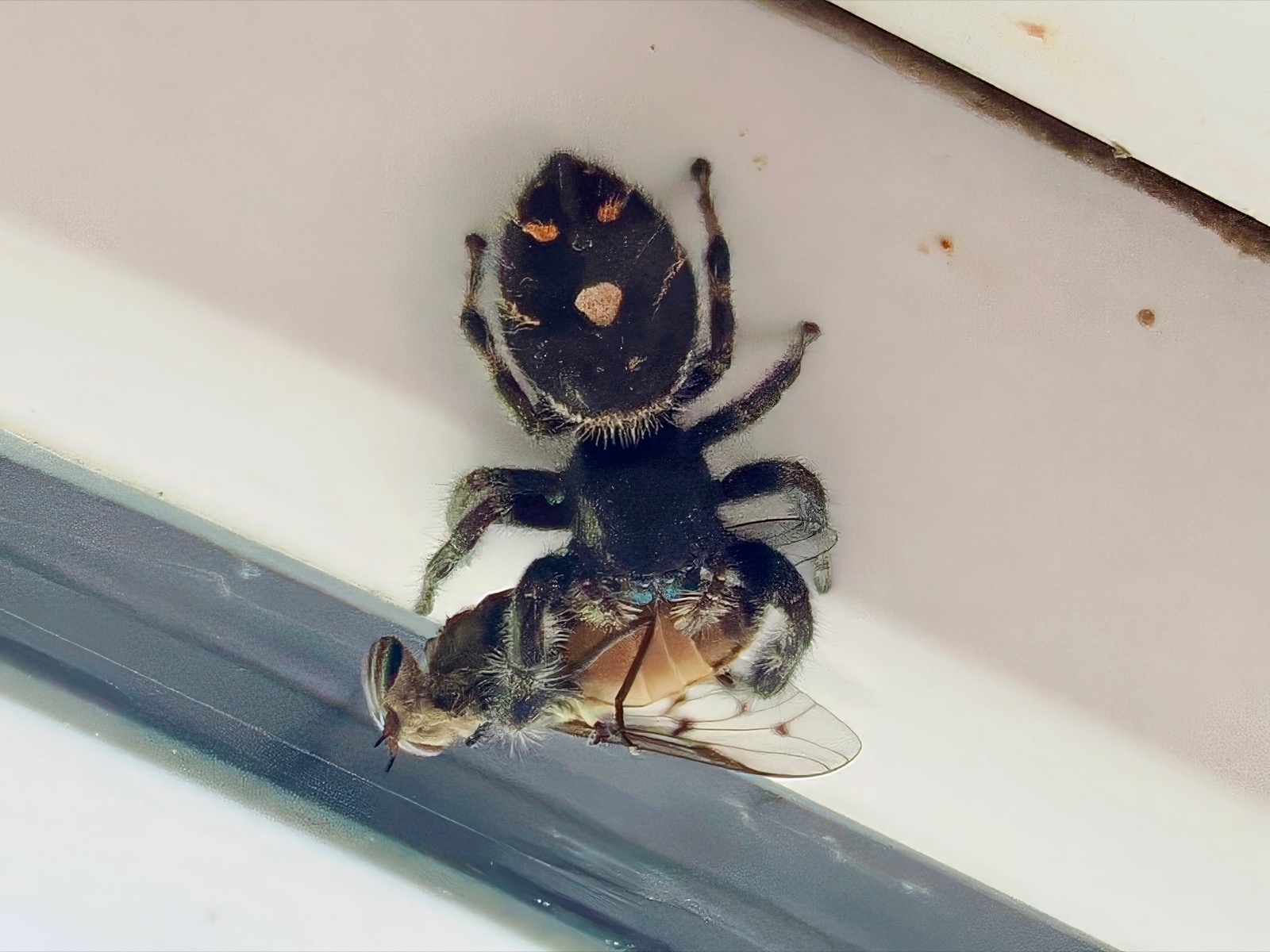 Telephoto closeup of a bold jumping spider eating a fly