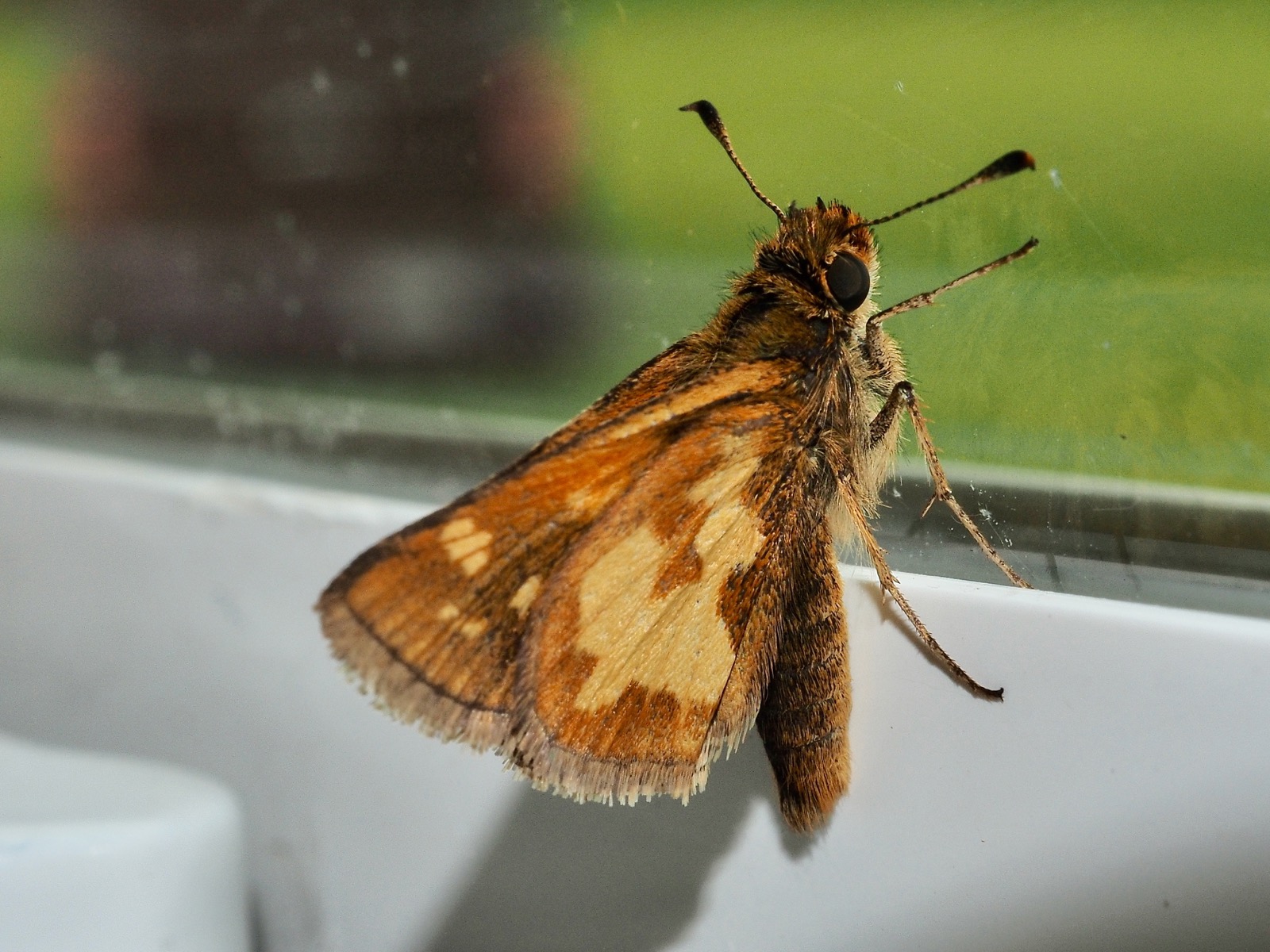 Closeup (near-macro) image of a butterfly perched on a windowframe.