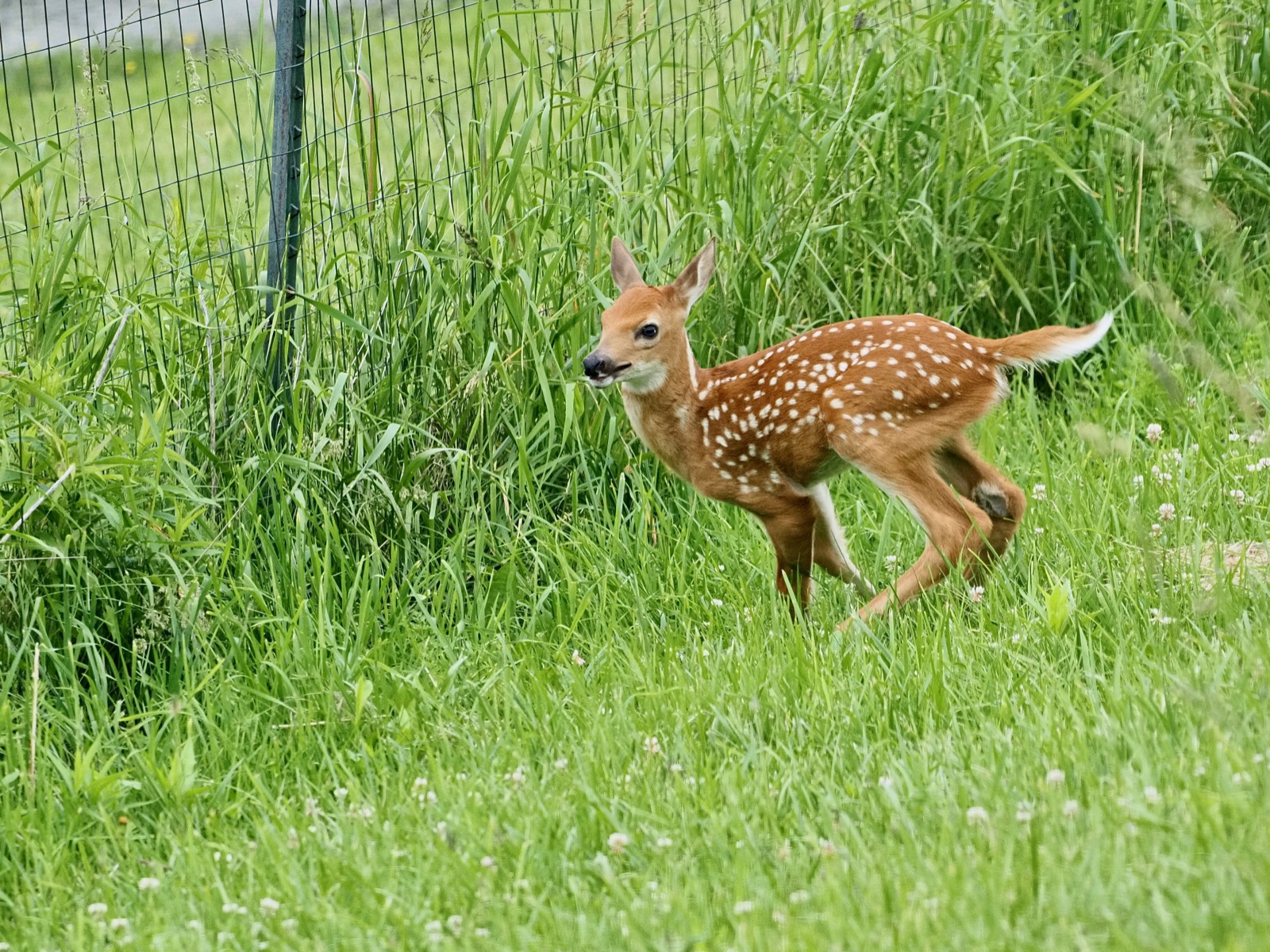 Whilte tailed fawn trying to get out of a fenced area.