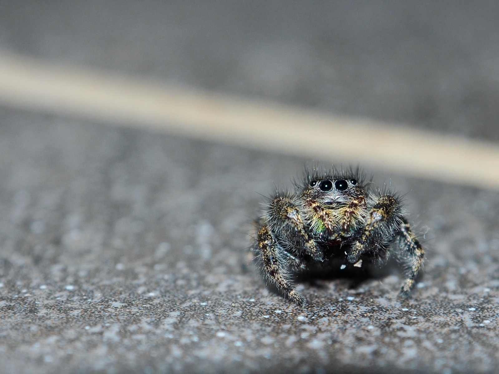 Closeup of a jumping spider on a black tile floor.