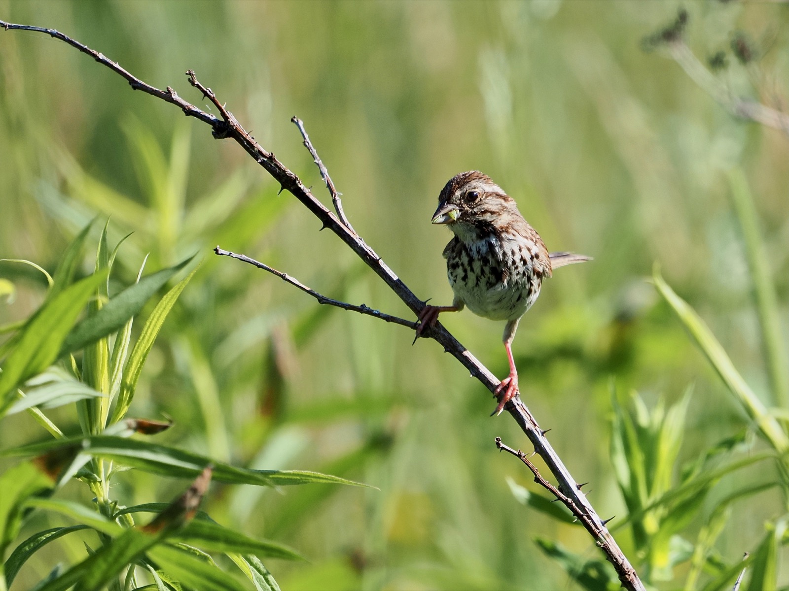 Song sparrow perched on a thorny stem with a green bug in its beak.