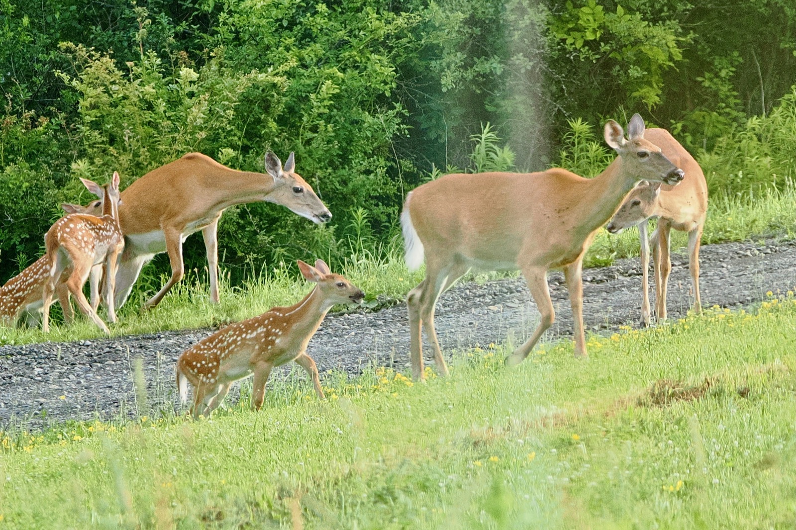 Three does, three fawns.