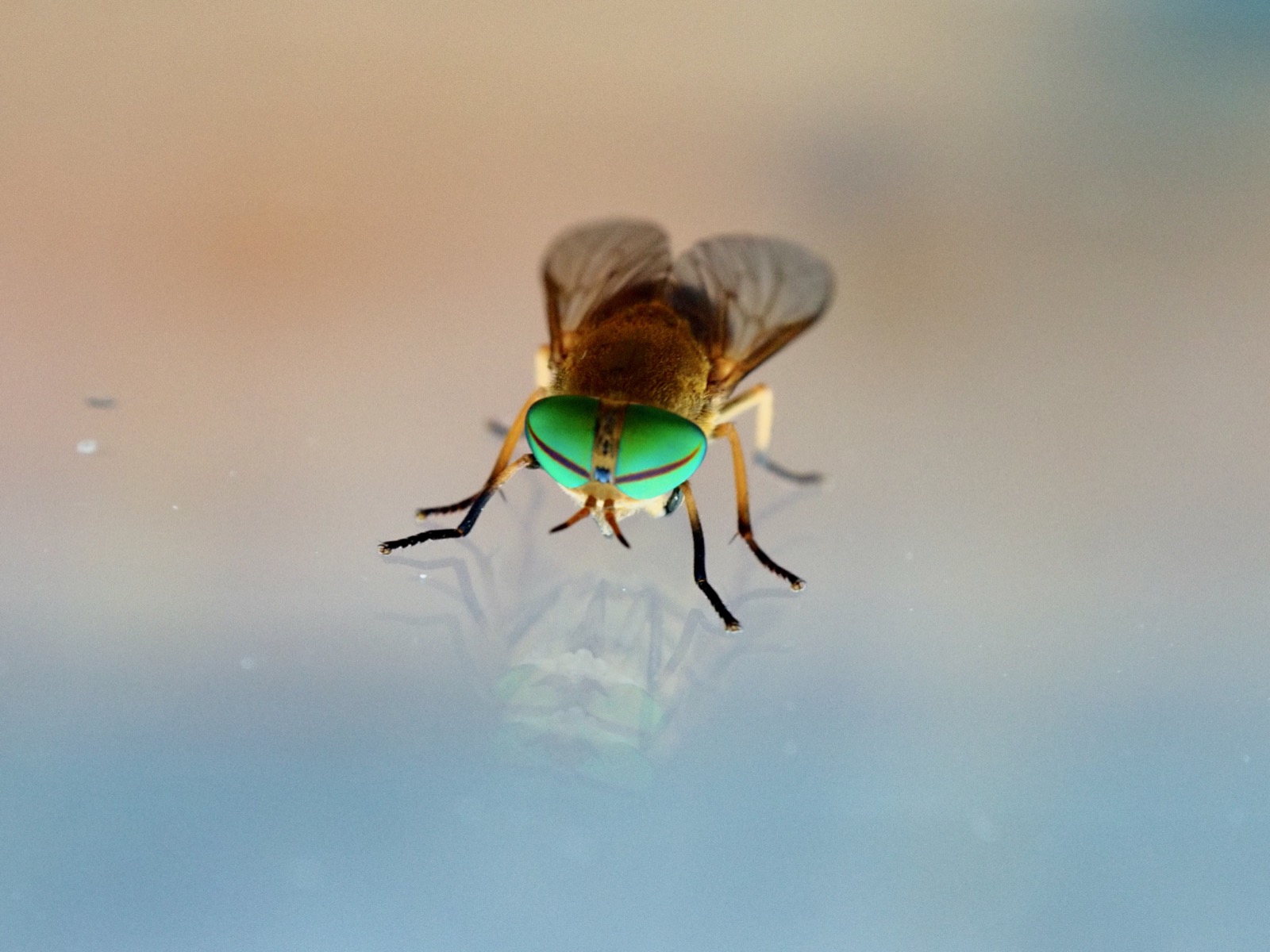 Closeup image of a horsefly on glass with its reflection