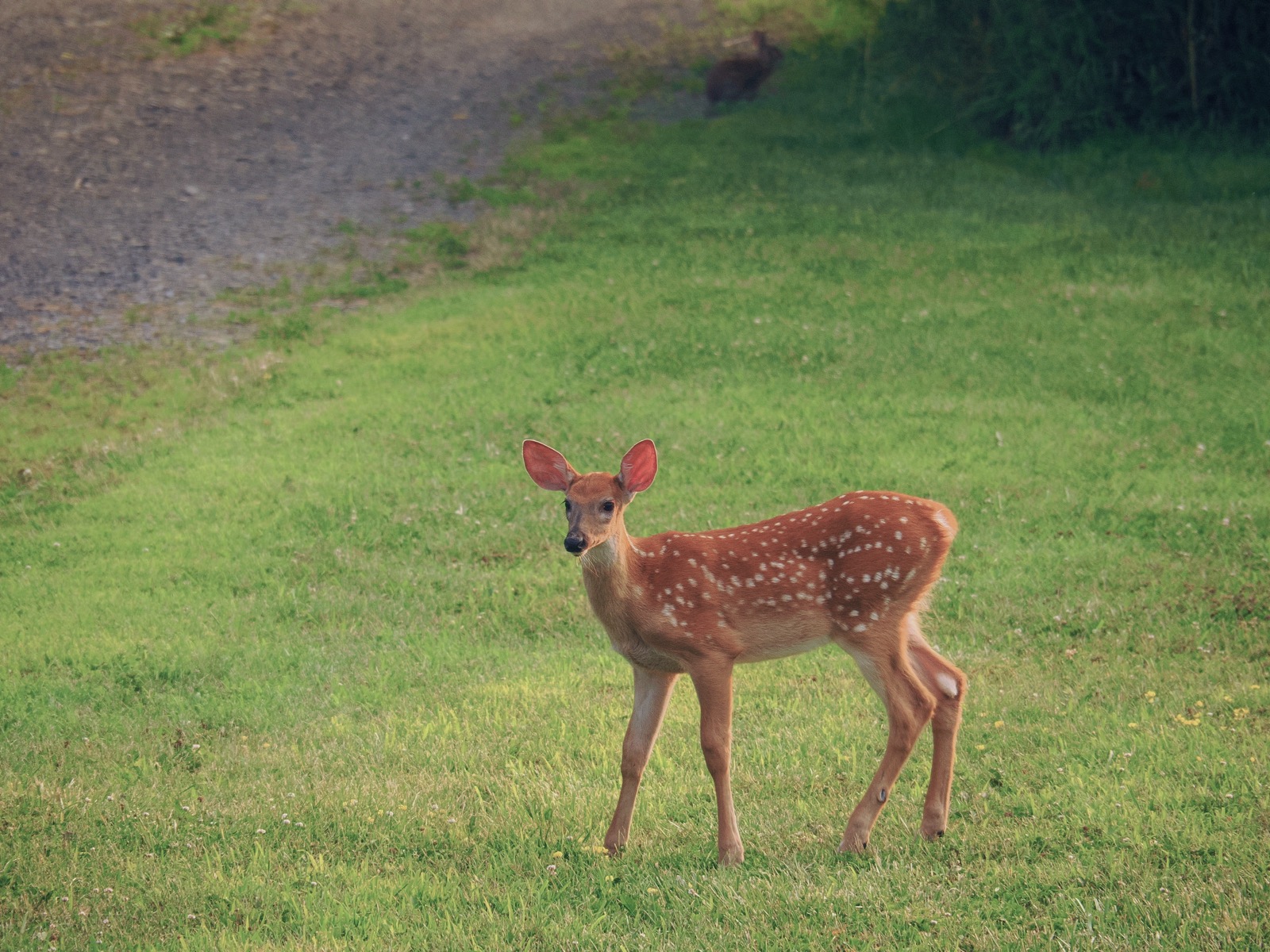 Fawn standing in a front yard looking behind the photographer