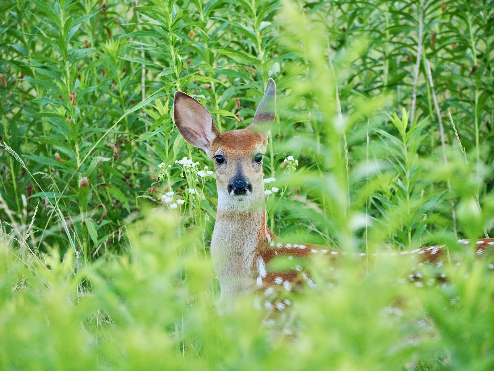 Telephoto image of a fawn amongs the weeds looking directly into the camera.