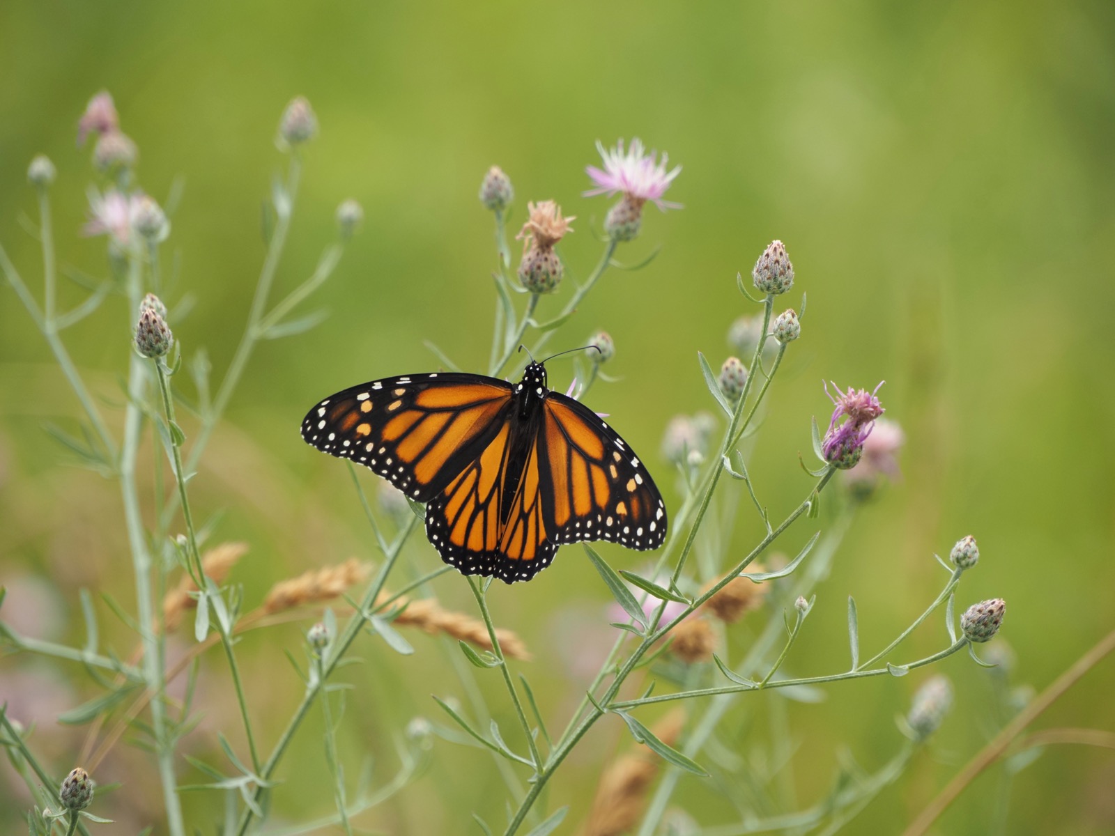 Telephoto closeup of monarch butterfly on a plant.