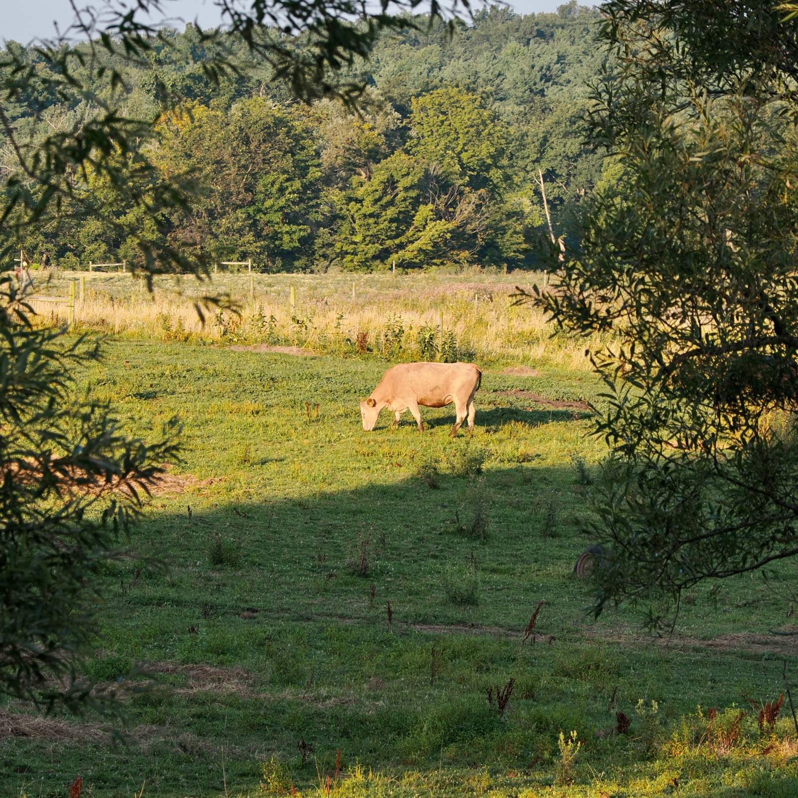 Brown cow eating some grass in a field framed by a couple of trees.