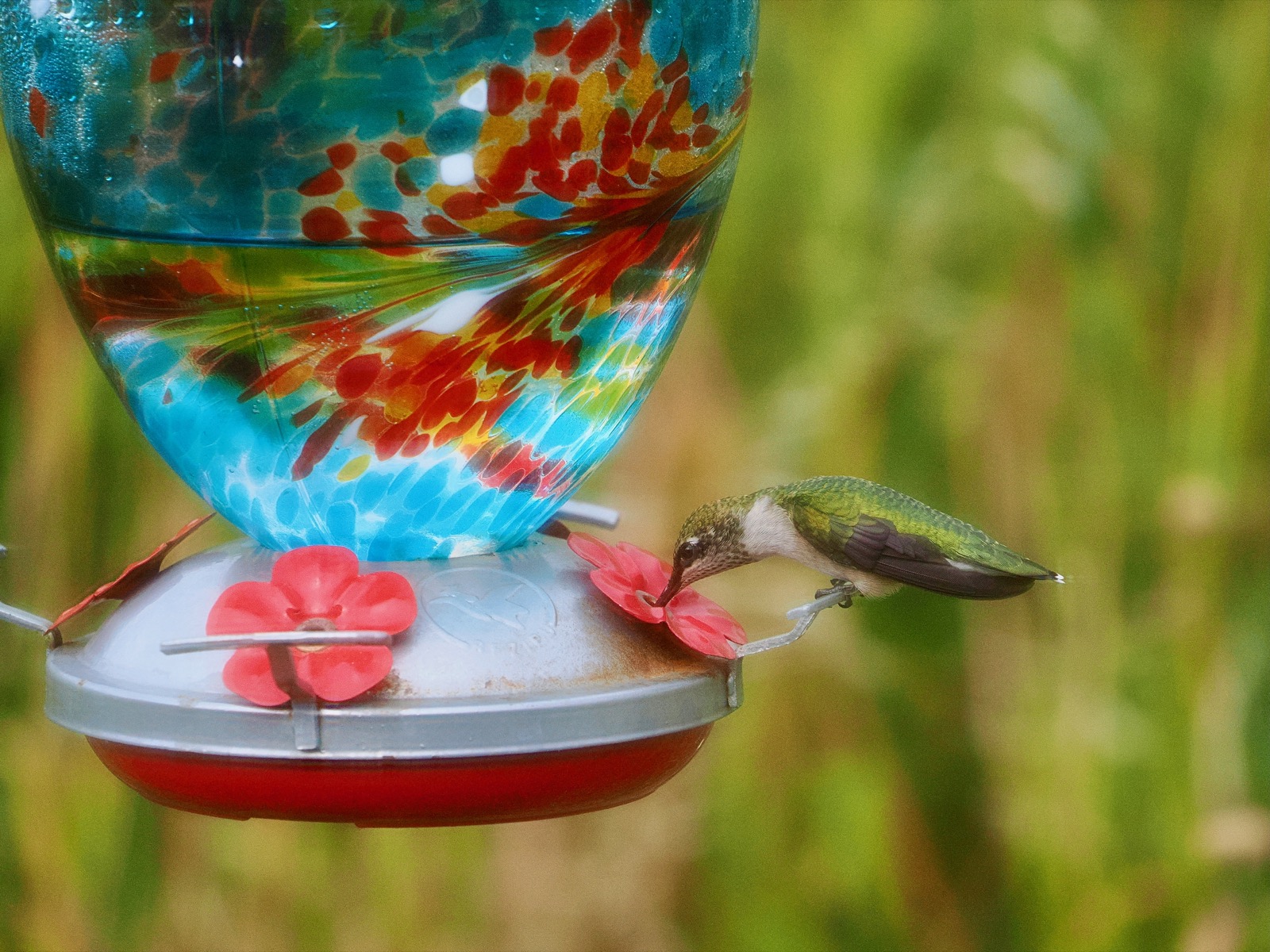Green irridescent hummingbird at a hummingbird feeder.