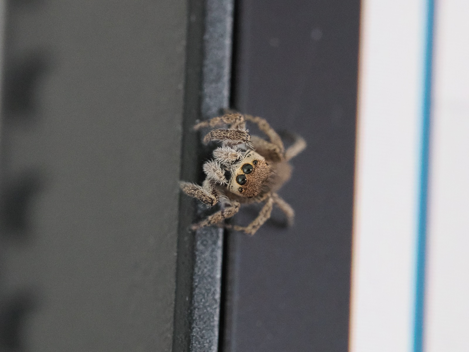 Macro closeup of a jumping spider peering at the camera from the side of an LCD monitor