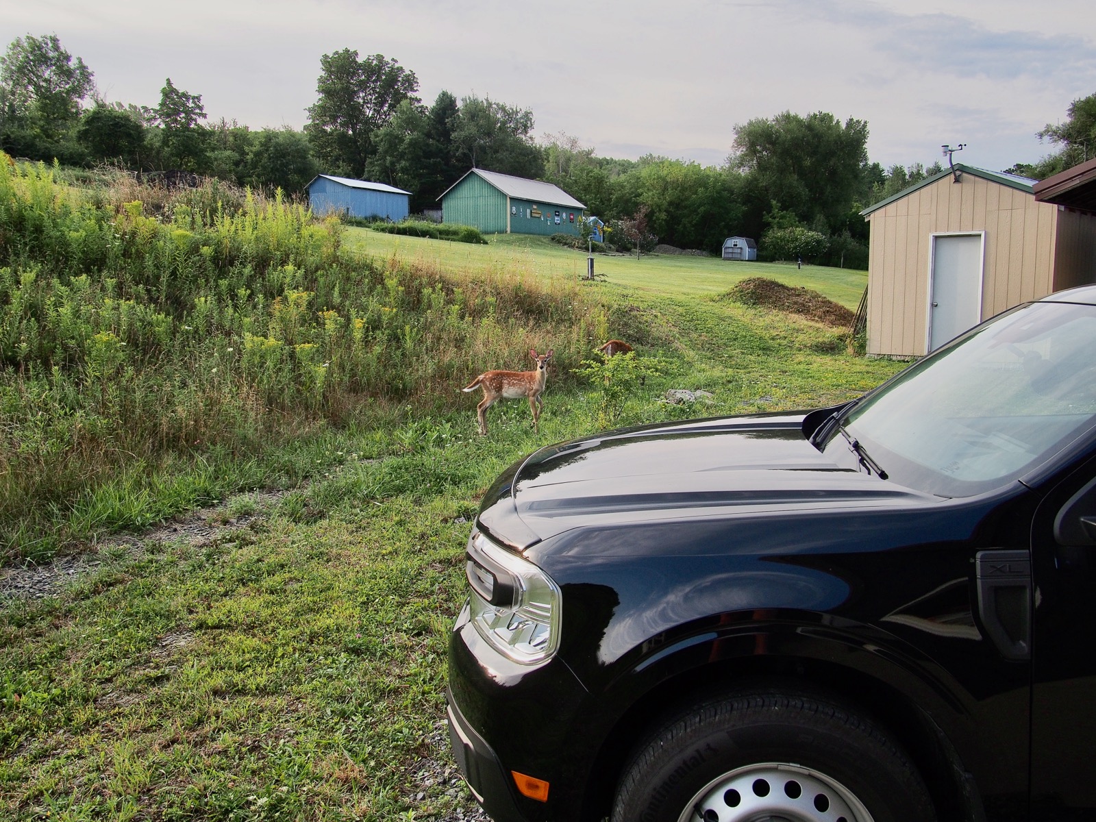 Two fawns in a rural yard between a truck and a shed 