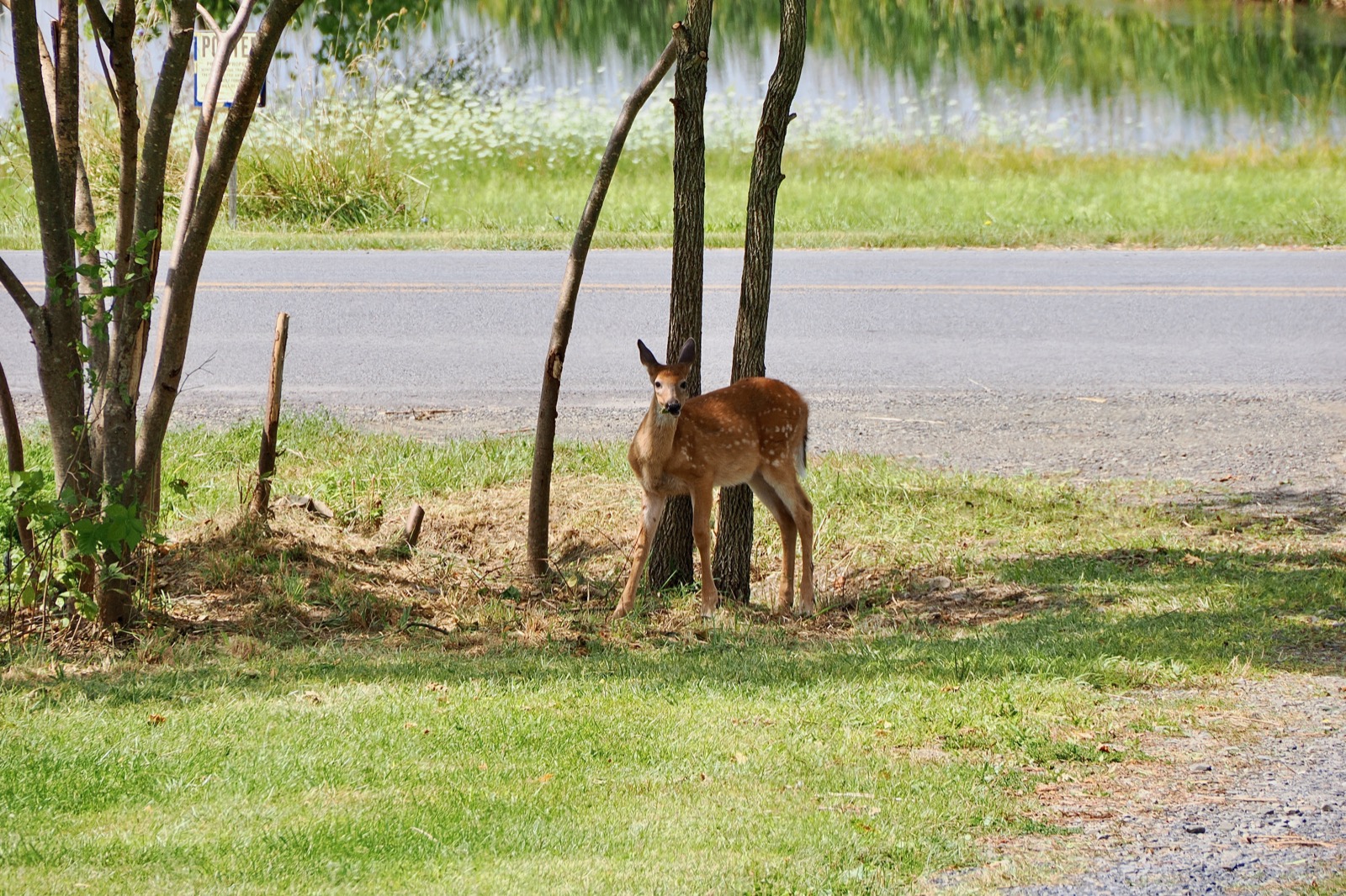 Fawn munching on some browse by the road at the end of my driveway.