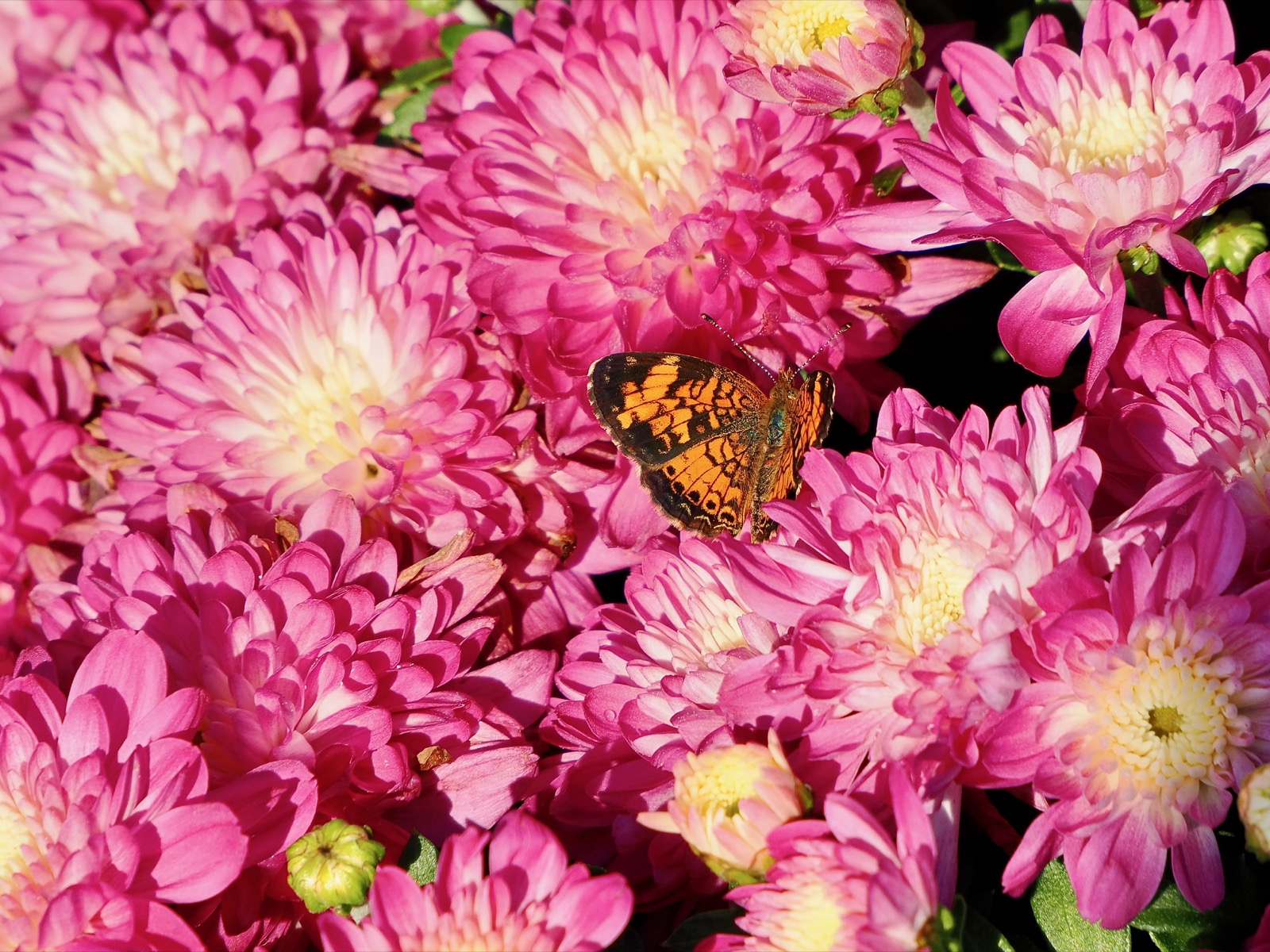 Pearl Crescent butterfly on some pink and white mums.