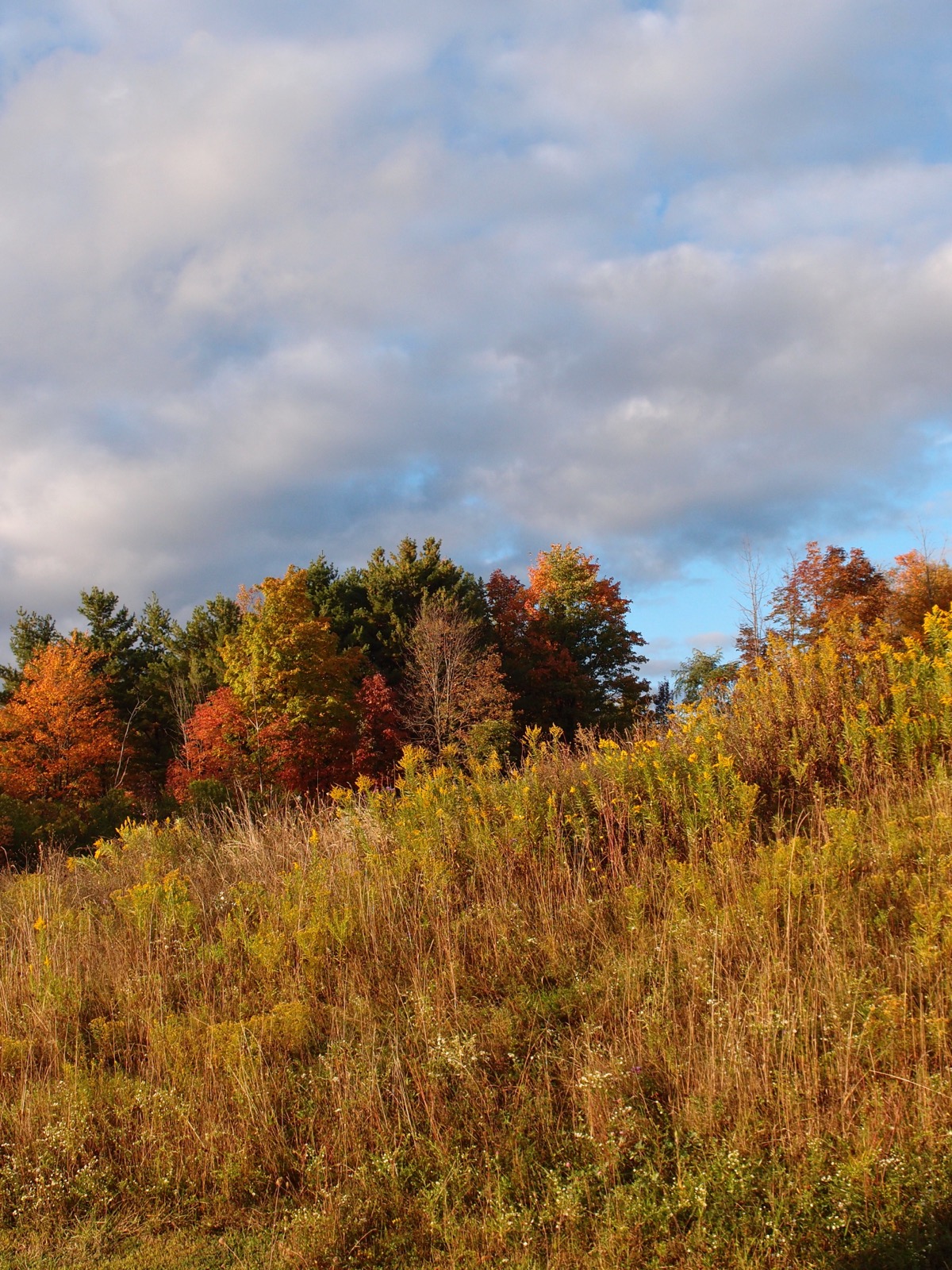 Rural hillside covered in goldenrod with trees in autumn colors in the background against the clouds and blue sky.