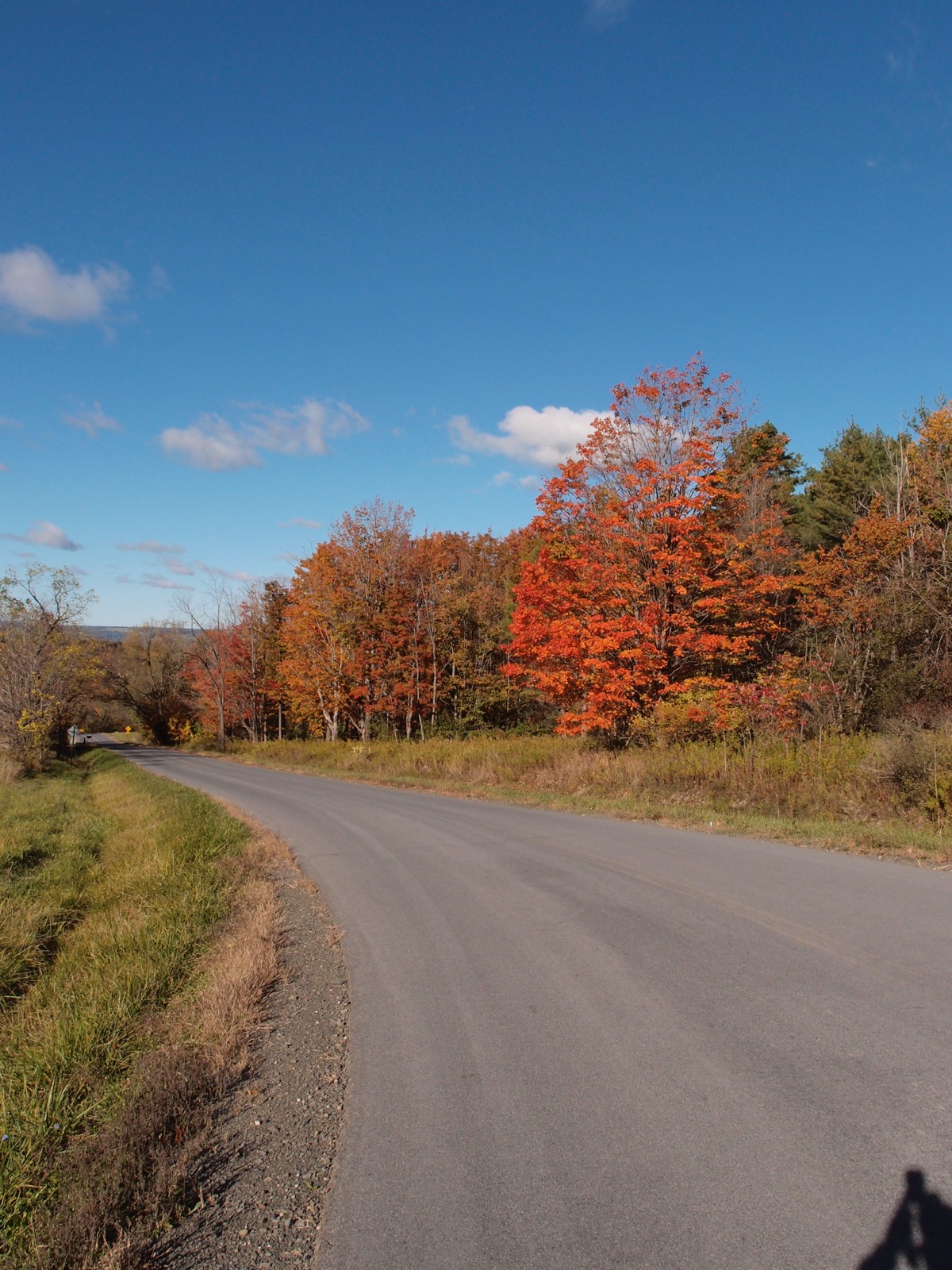 Rural road lined by trees undergoing fall color-change.