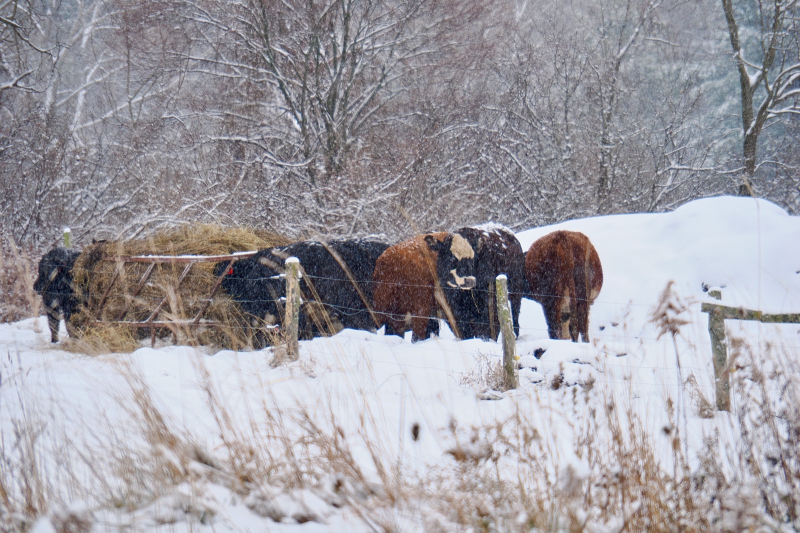 Cows eating from a hay bale in the snow.