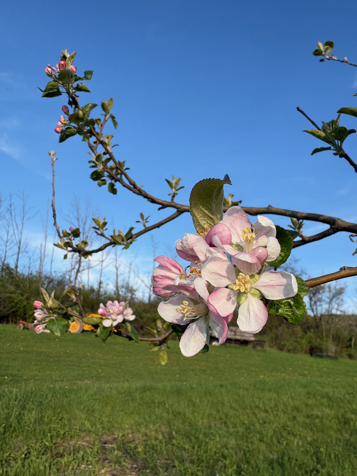 Closeup image of an apple blossom on a branch silhouetted against a blue sky above a green field.
