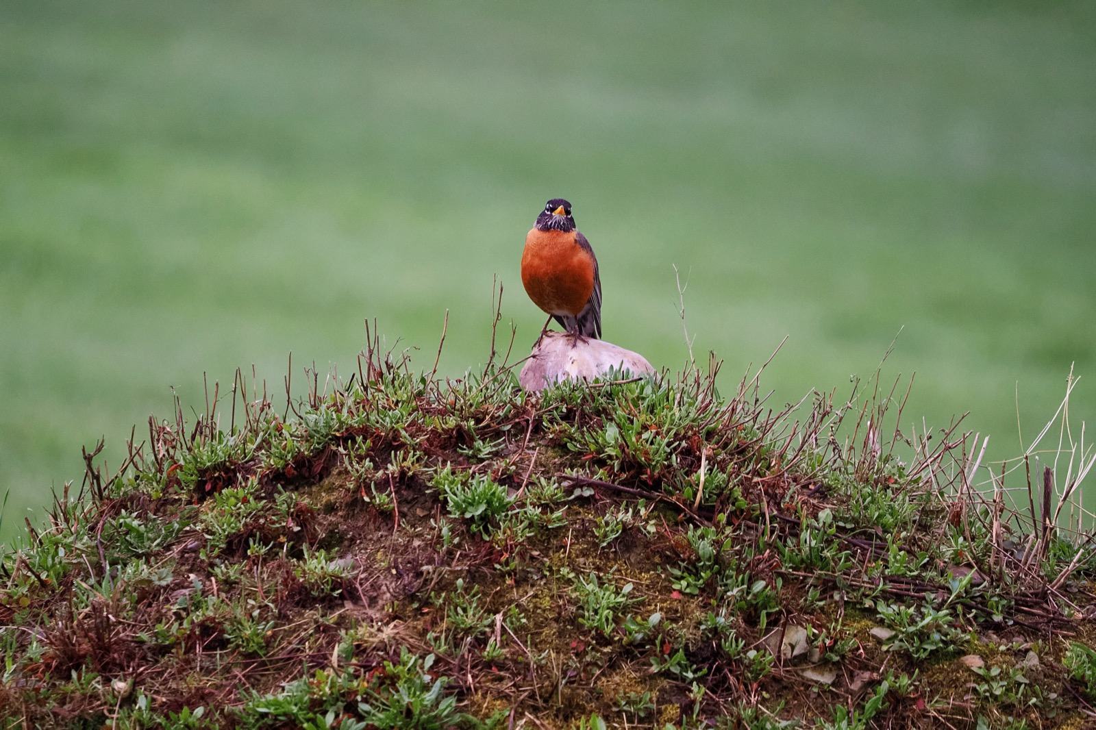 Telephoto image of a robin perched on a rock on a mound of dirt.