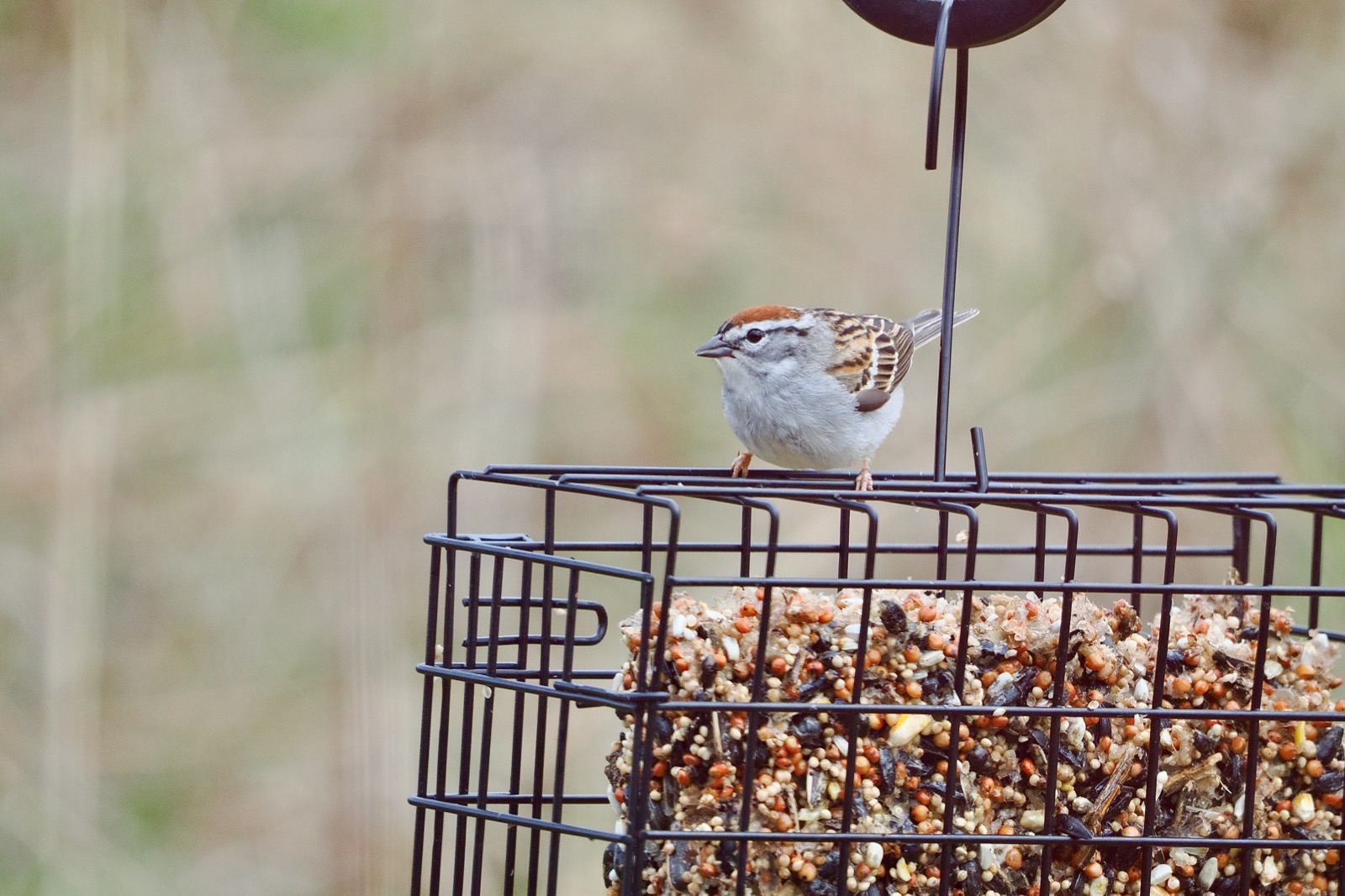 Photo of a small Chipping Sparrow perched on a wire bird feeder