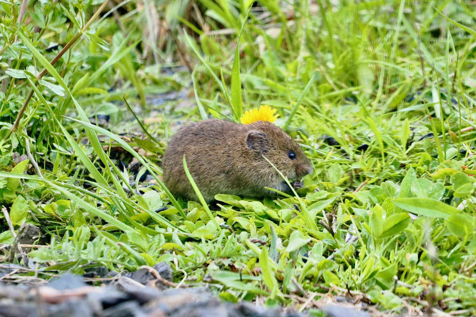Teleophoto image of a field moust (small, brown, round rodent) in the grass