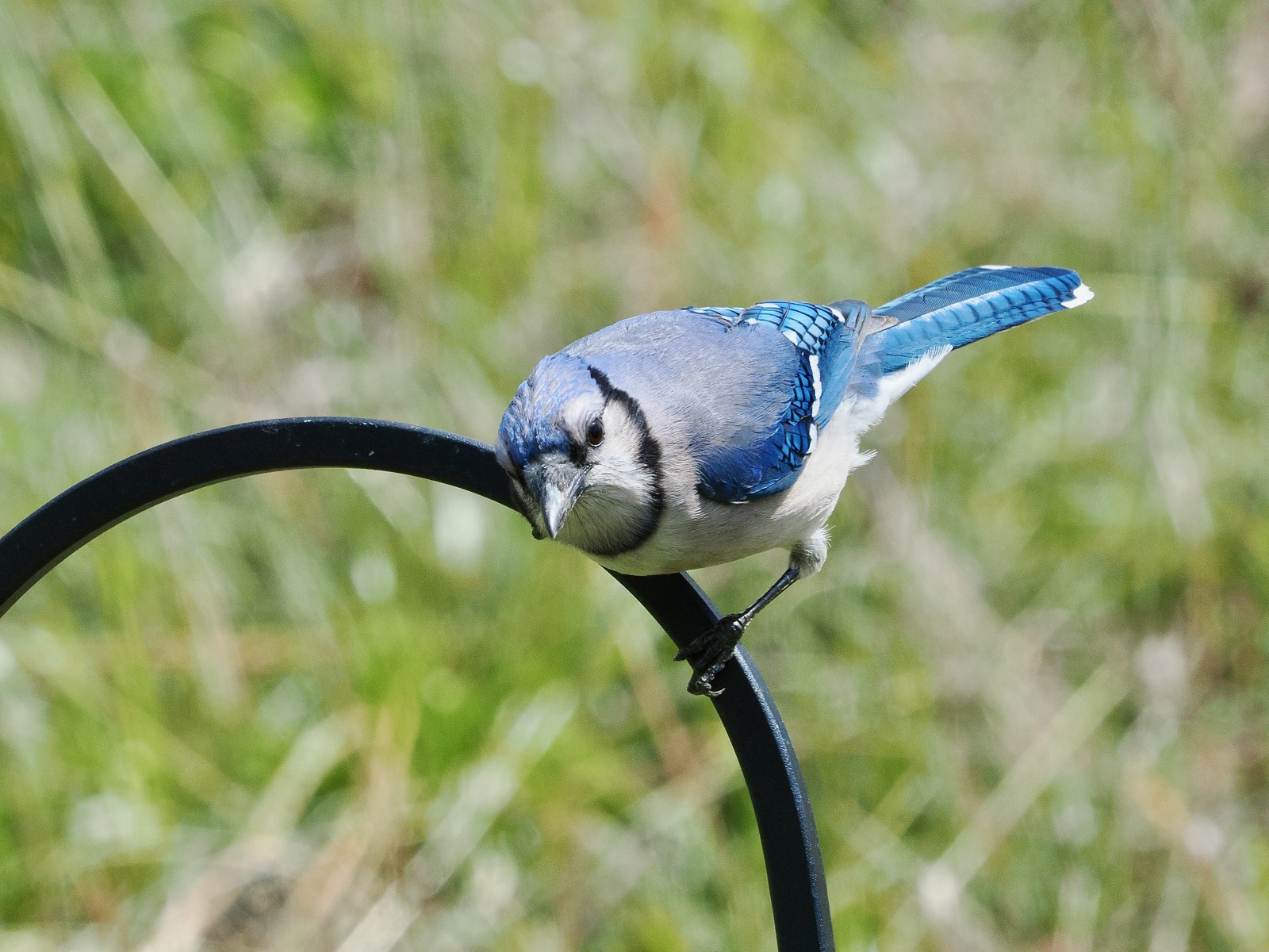 A blue jay perched on a metal bar.