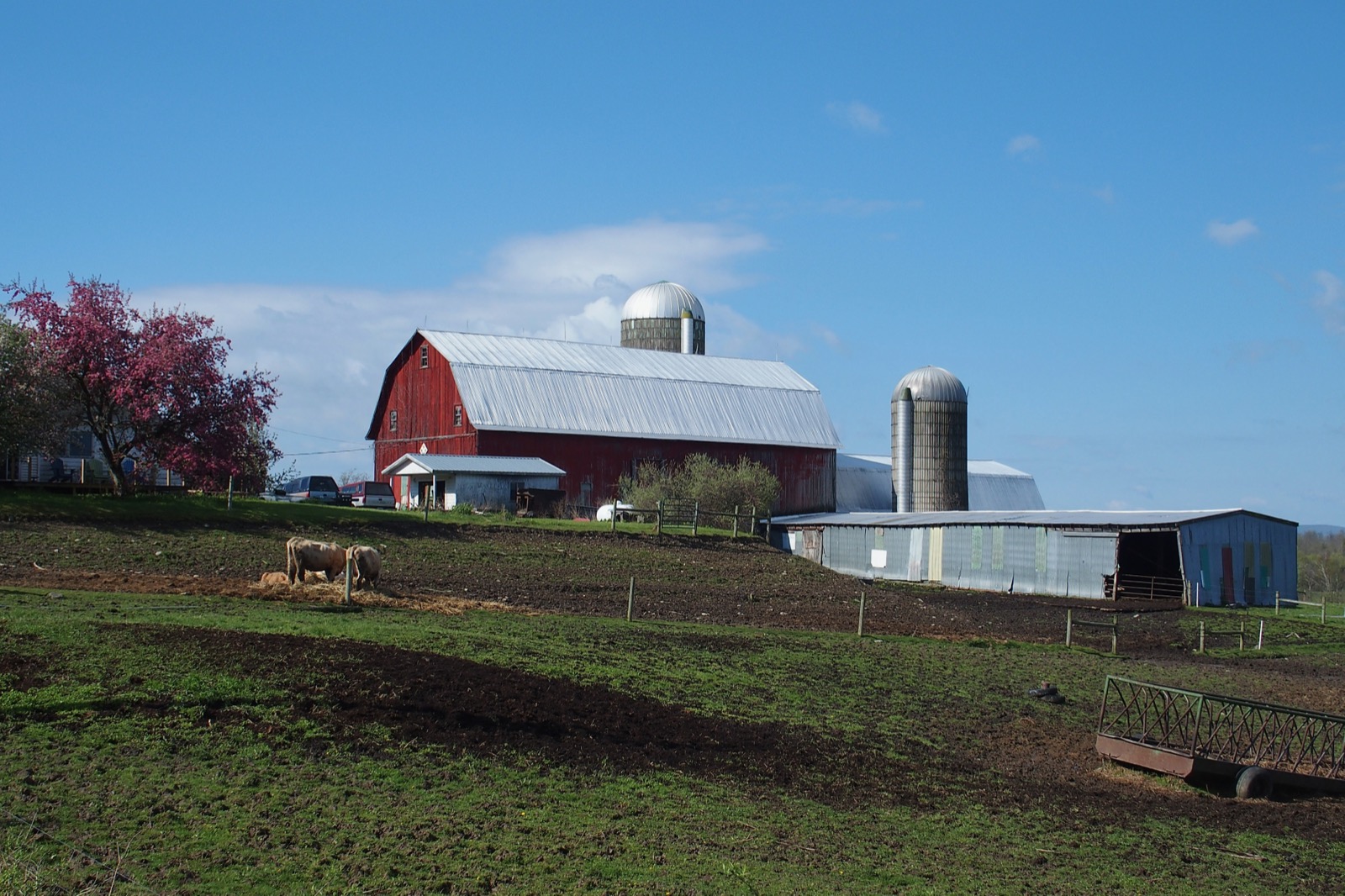 Red dairy barn with two silos against a blue sky with a couple of cows in the foreground