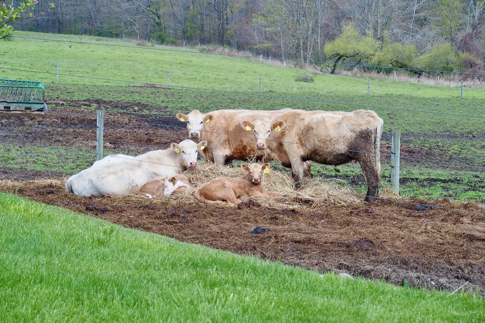 Brown cows (and a couple of calves) in a field looking at the photographer