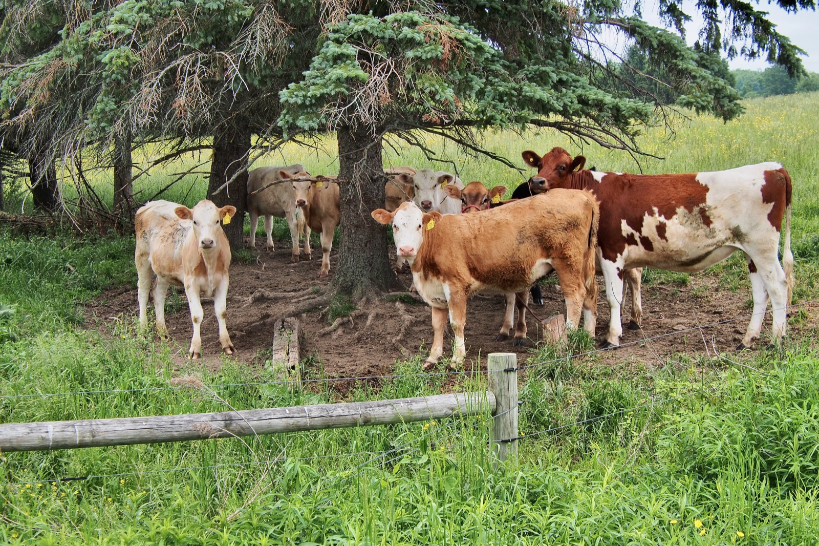 Group of heiffers under a tree looking at the photographer.