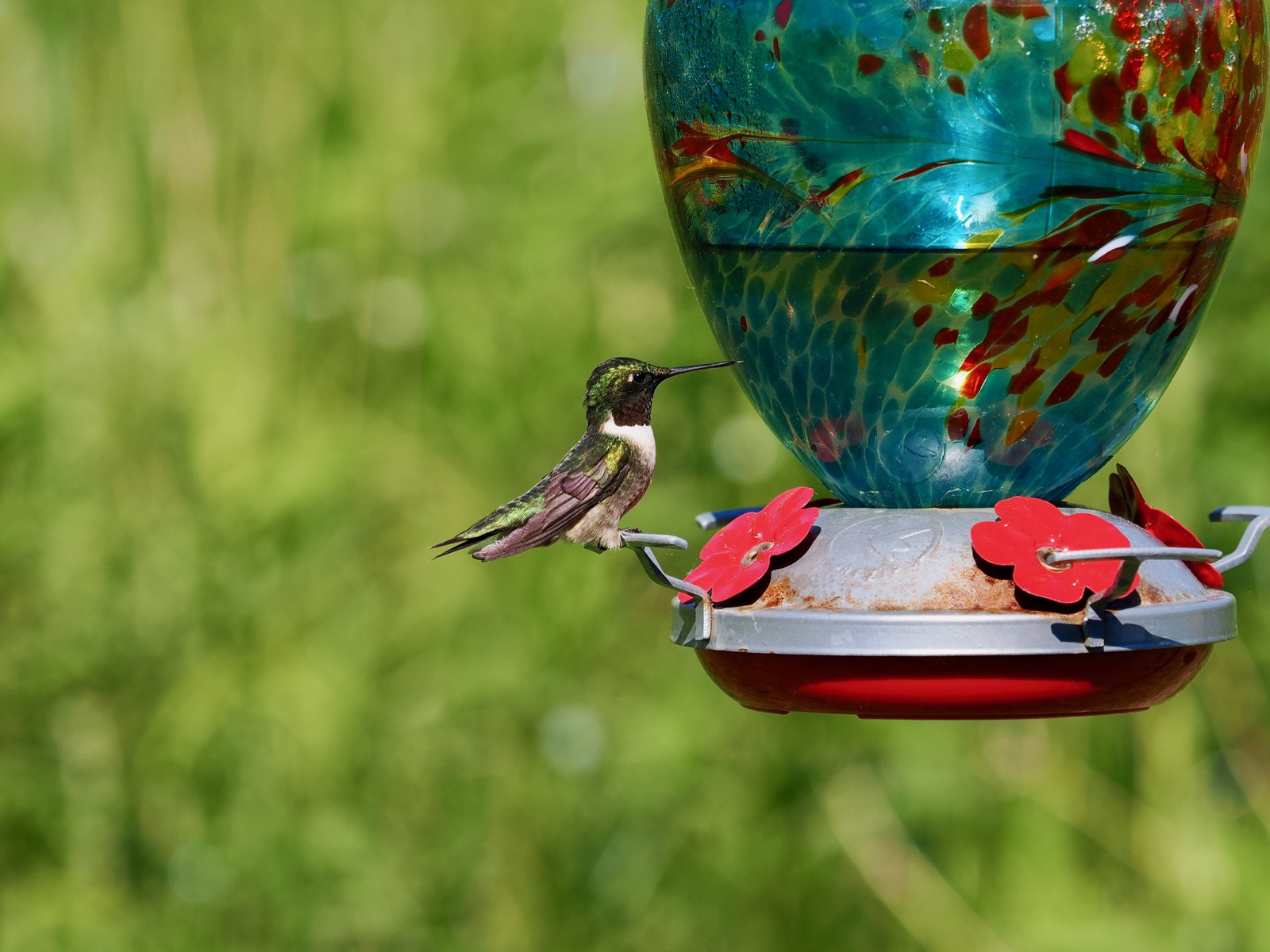 Telephoto closeup of a ruby throated hummingbird perched on a feeder
