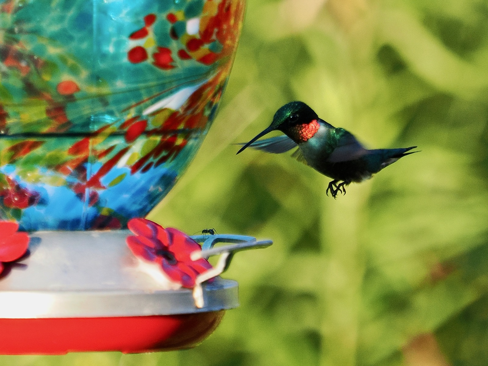 Ruby throated hummingbird hovering above a glass feeder perch